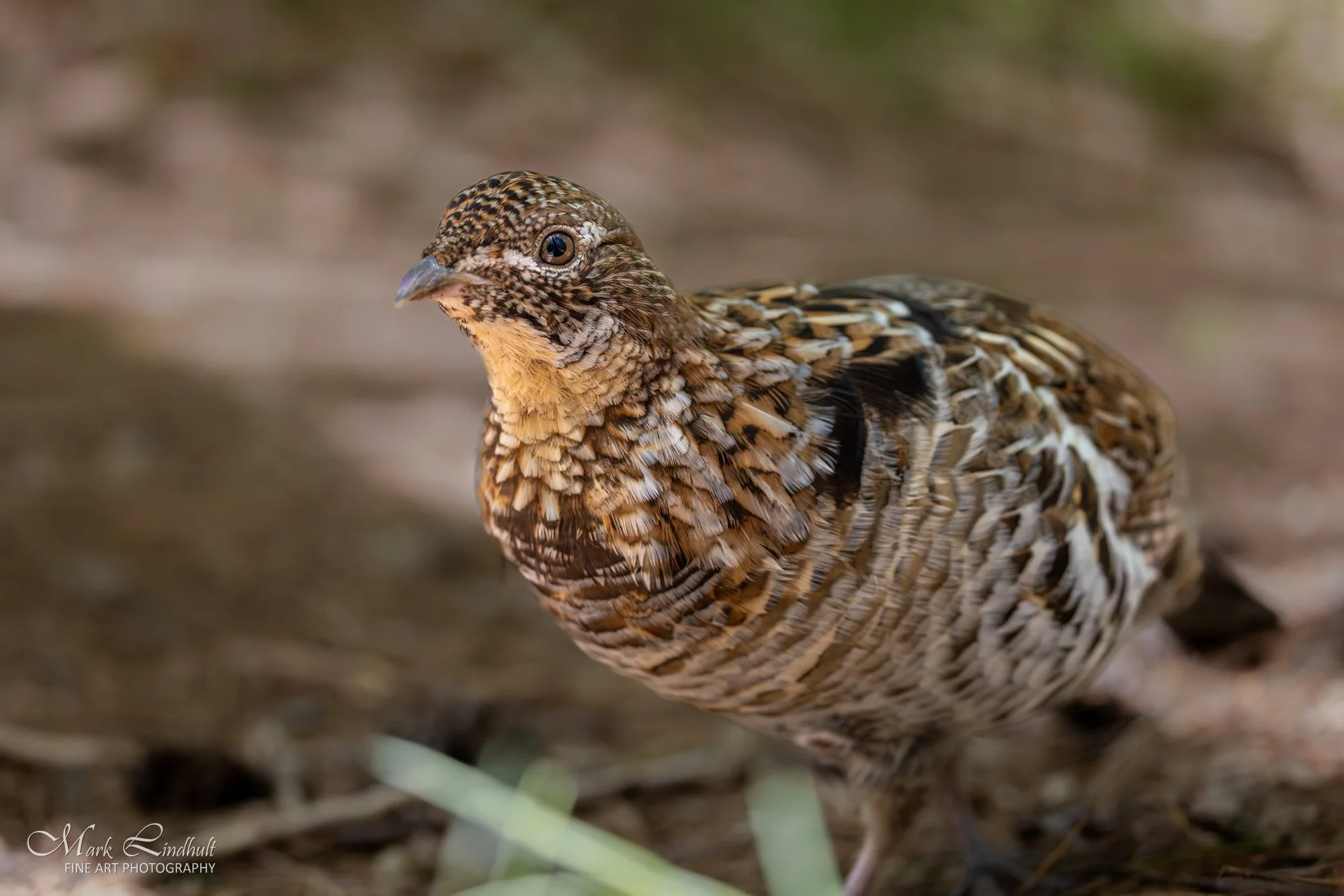 Ruffed Grouse--2.JPG