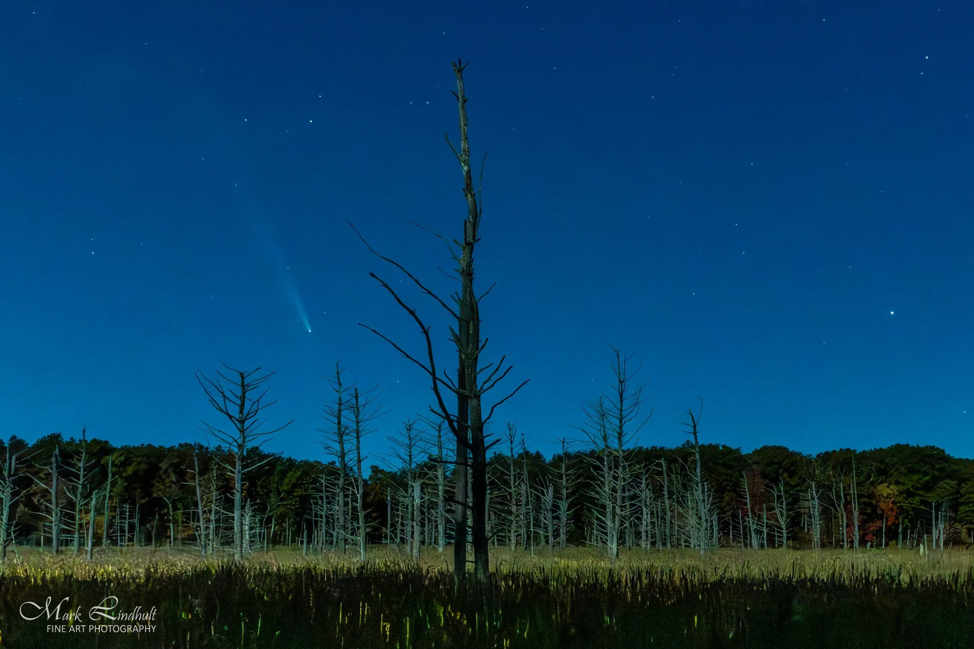 Comet Tsuchinshan-ATLAS Trees-2.JPG