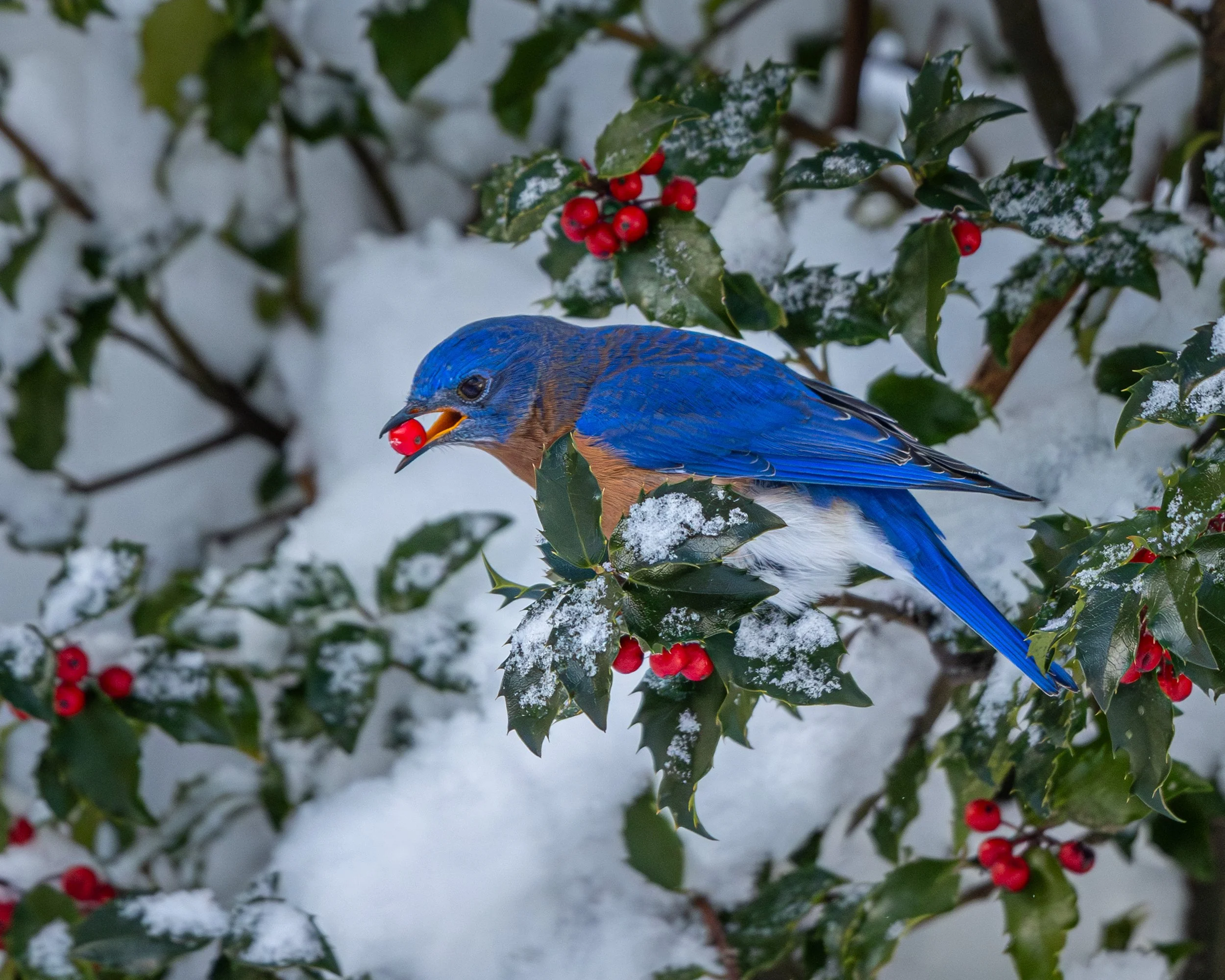 Bluebird Holly in snow-0485.jpg