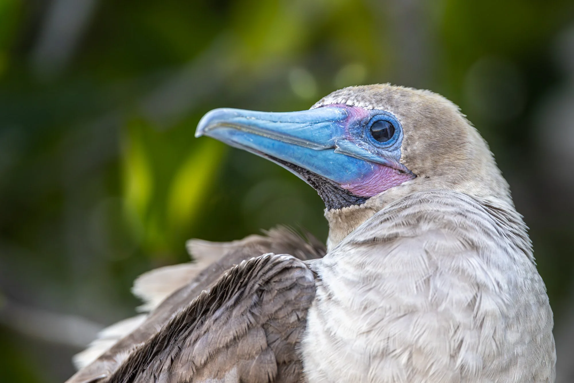 Galapagos Trip-480.JPG