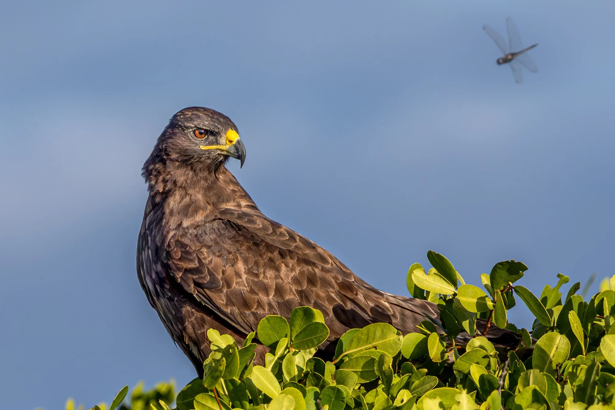 Galapagos Trip-215.JPG