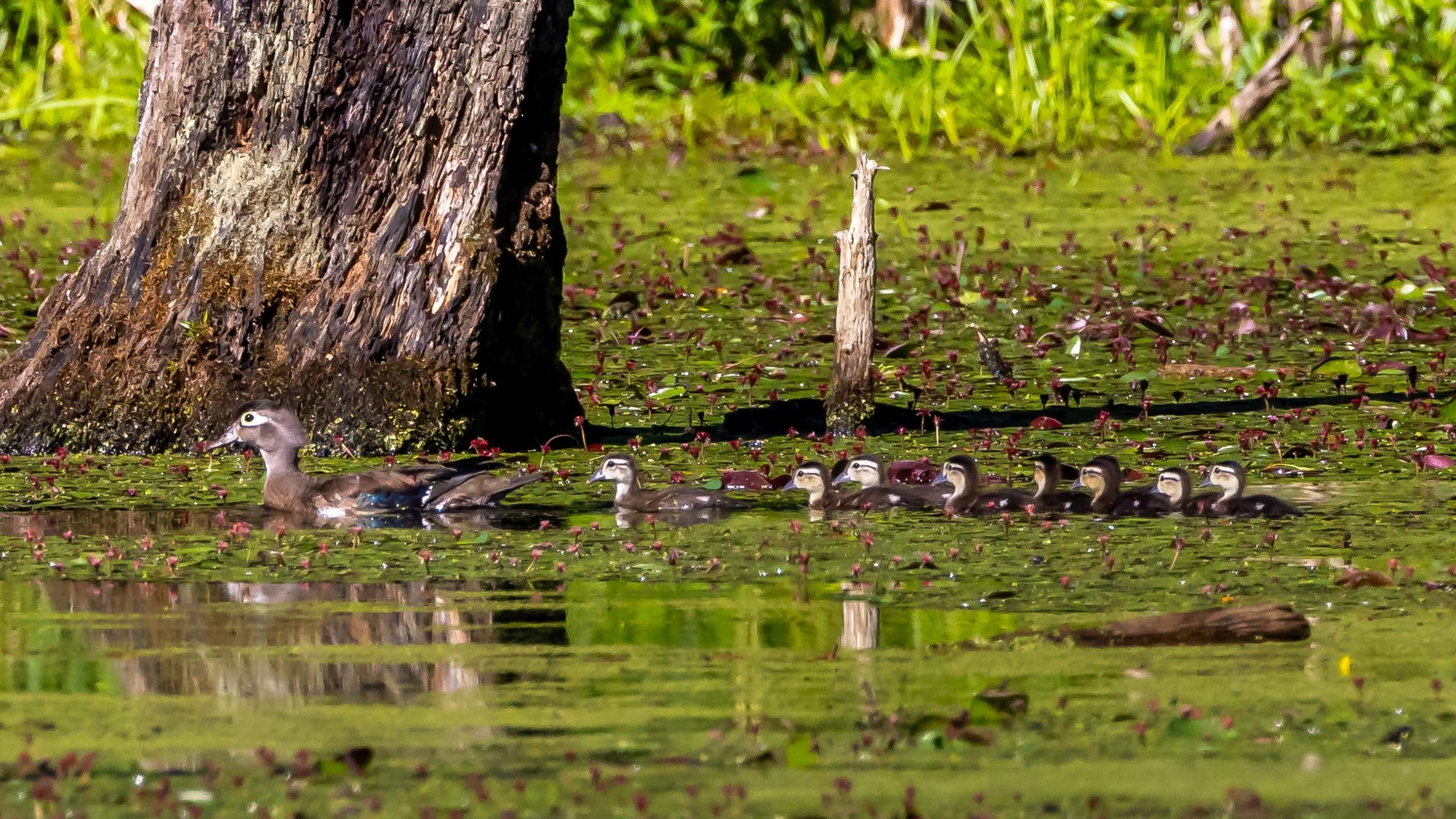 Ducks-9459.JPG