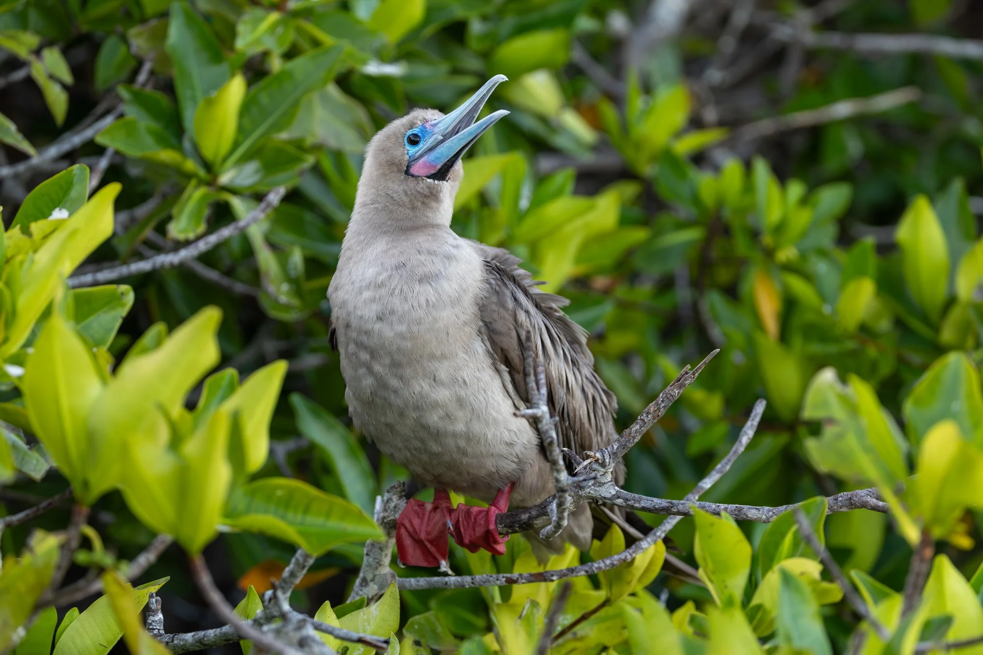 Galapagos Trip-477.JPG