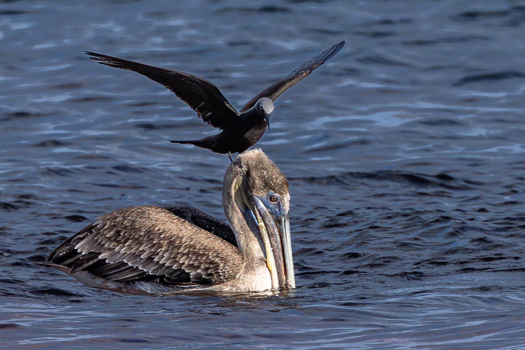 Galapagos Trip-73.JPG