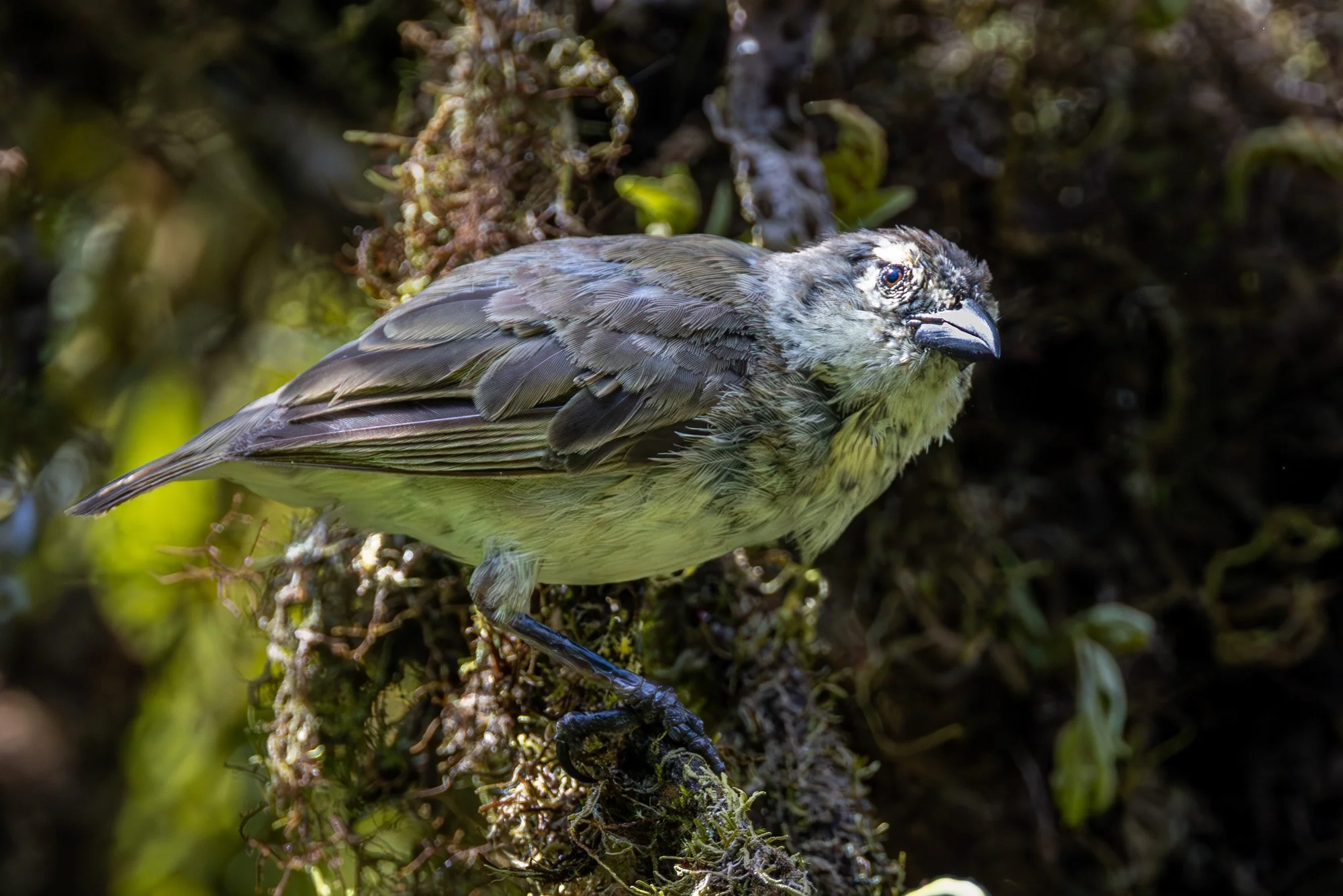 Galapagos Trip-552.JPG