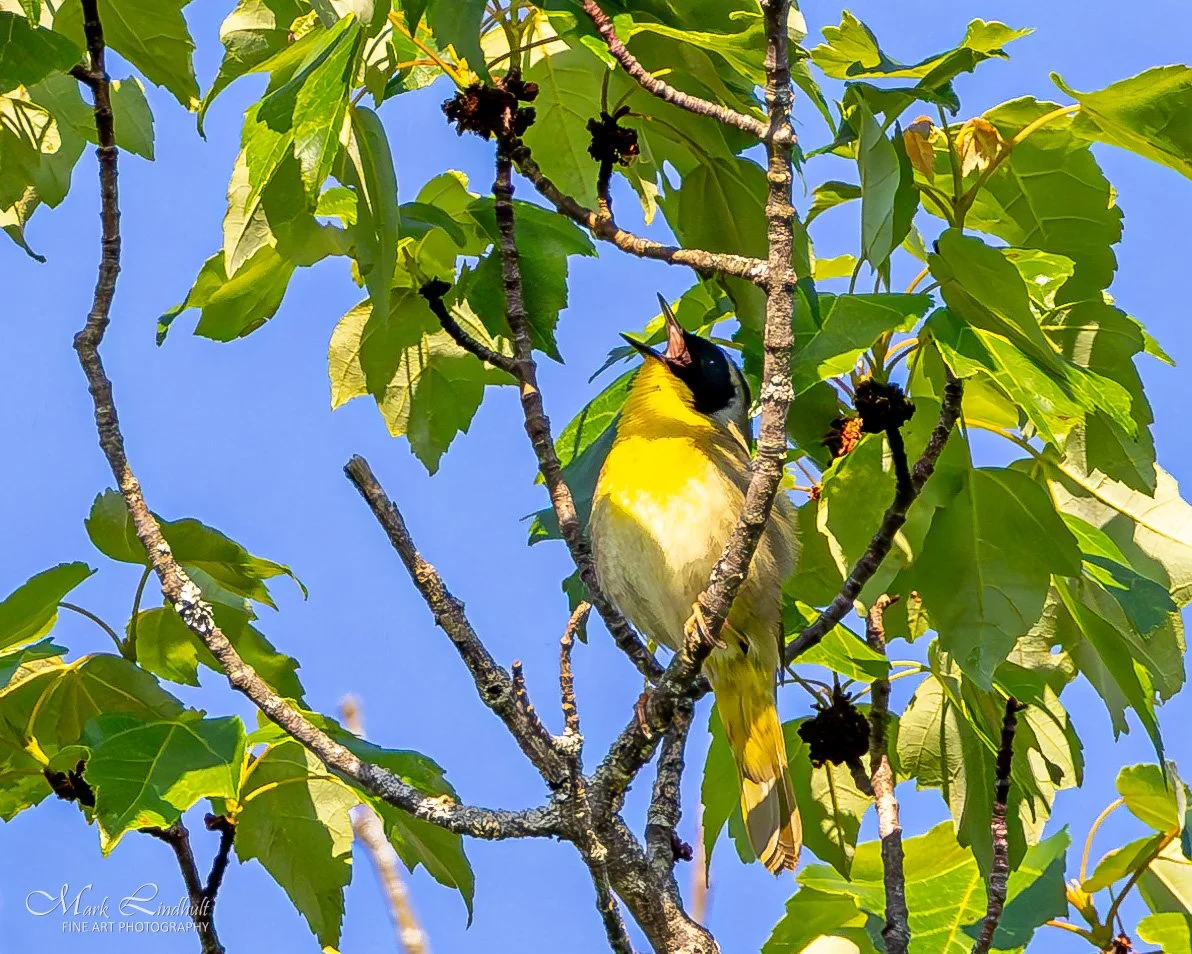 LW-Common Yellowthroat-.JPG