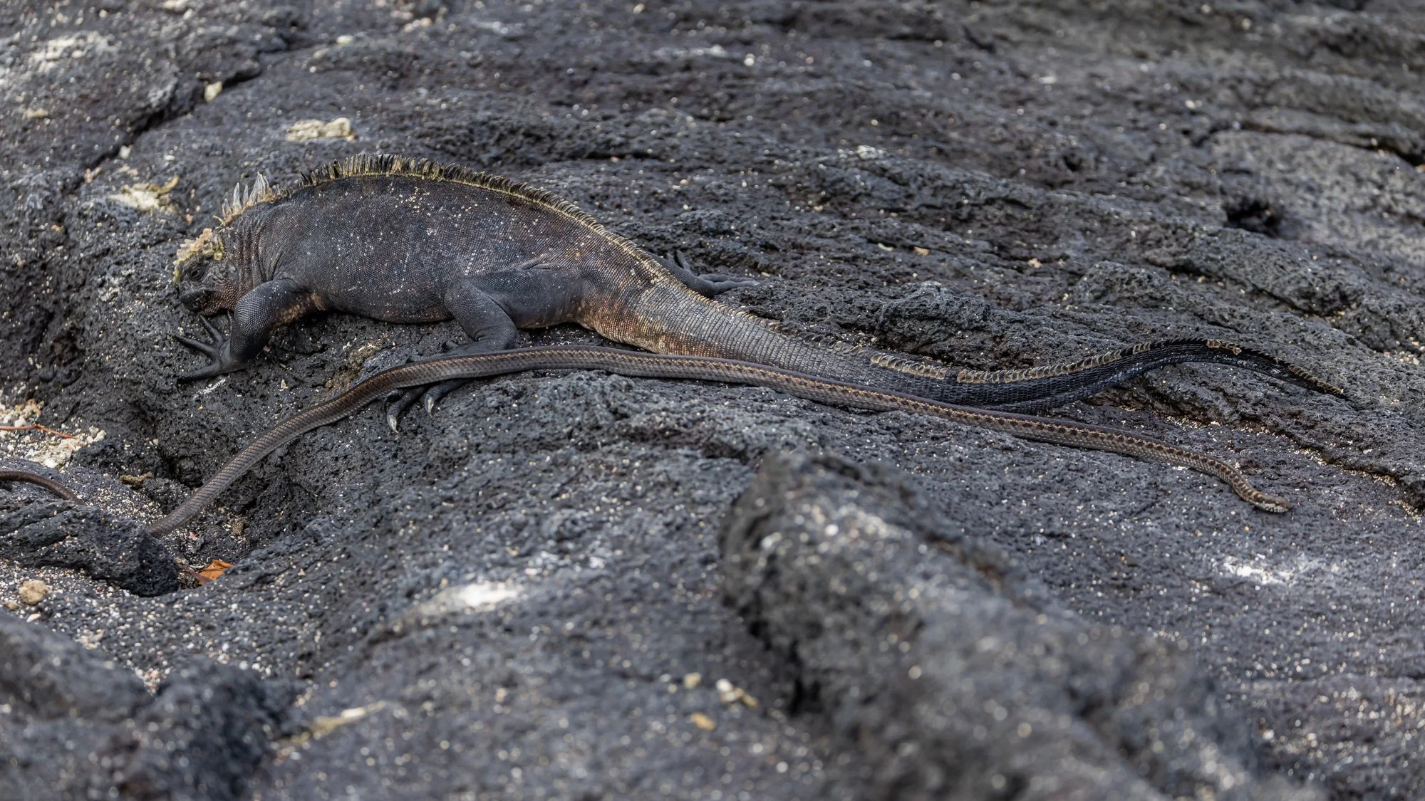 Galapagos Trip-151.JPG