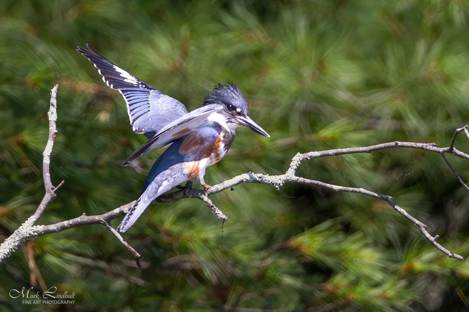 Swift Kingfisher-.JPG