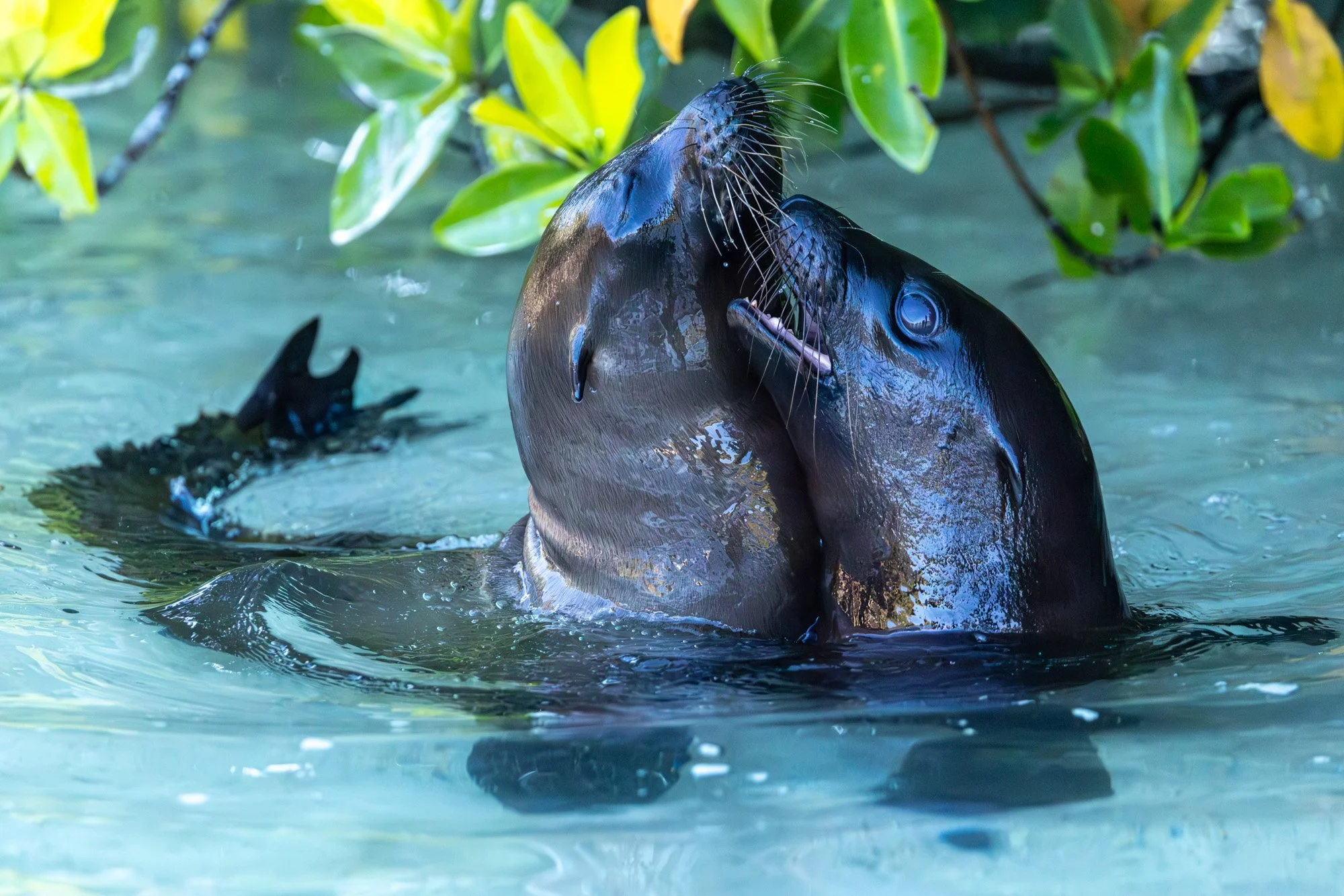 Galapagos Trip-456.JPG