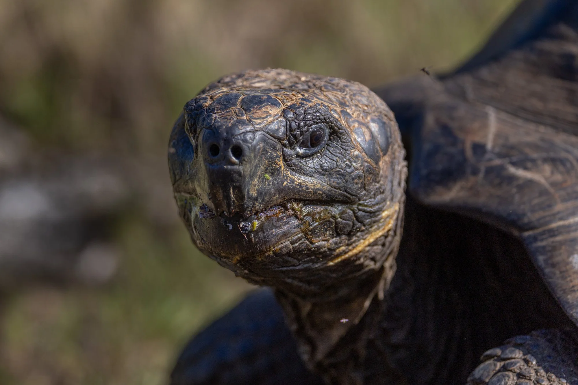 Galapagos Trip-269.JPG
