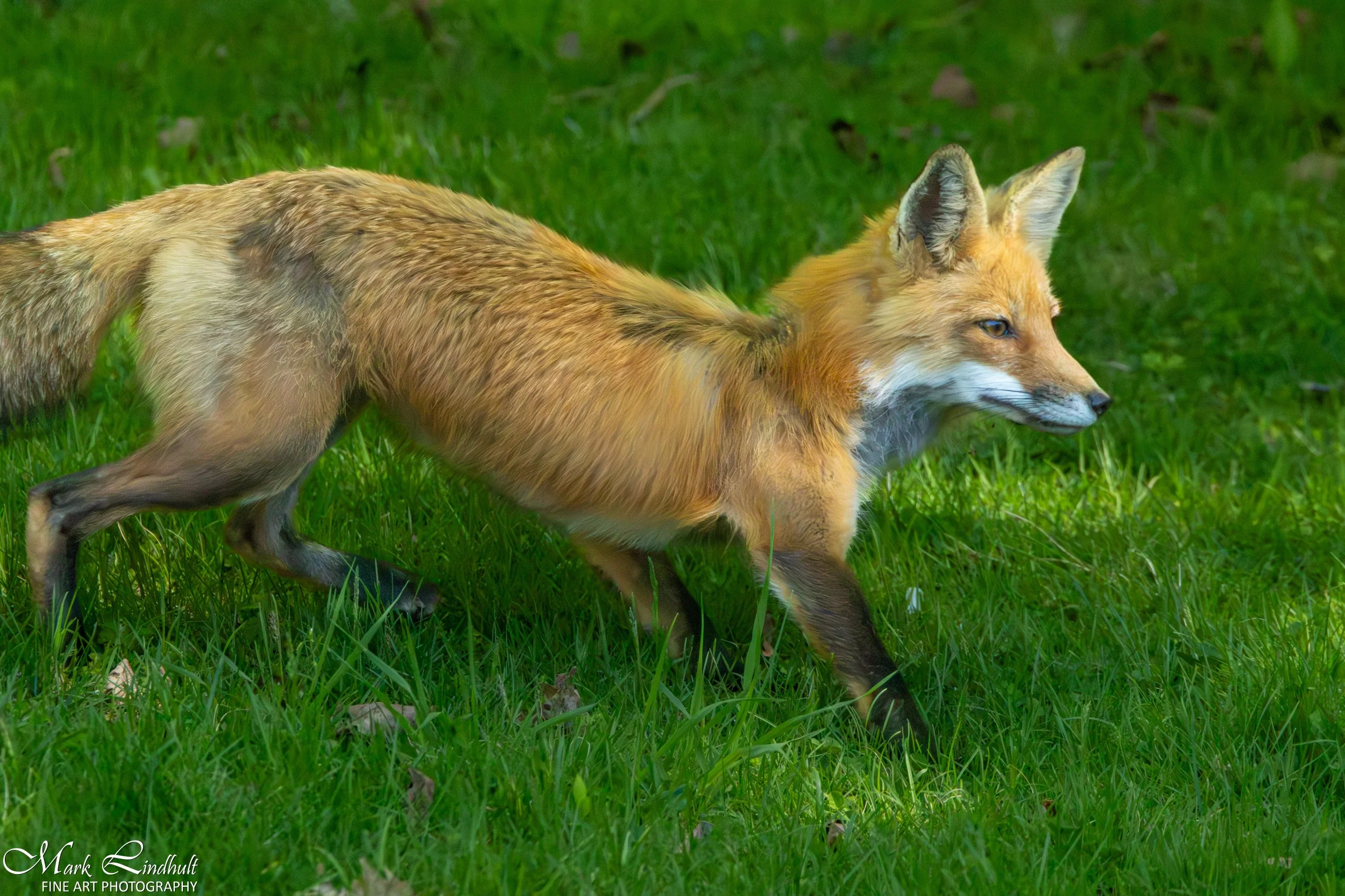 Fox red-8564.jpg