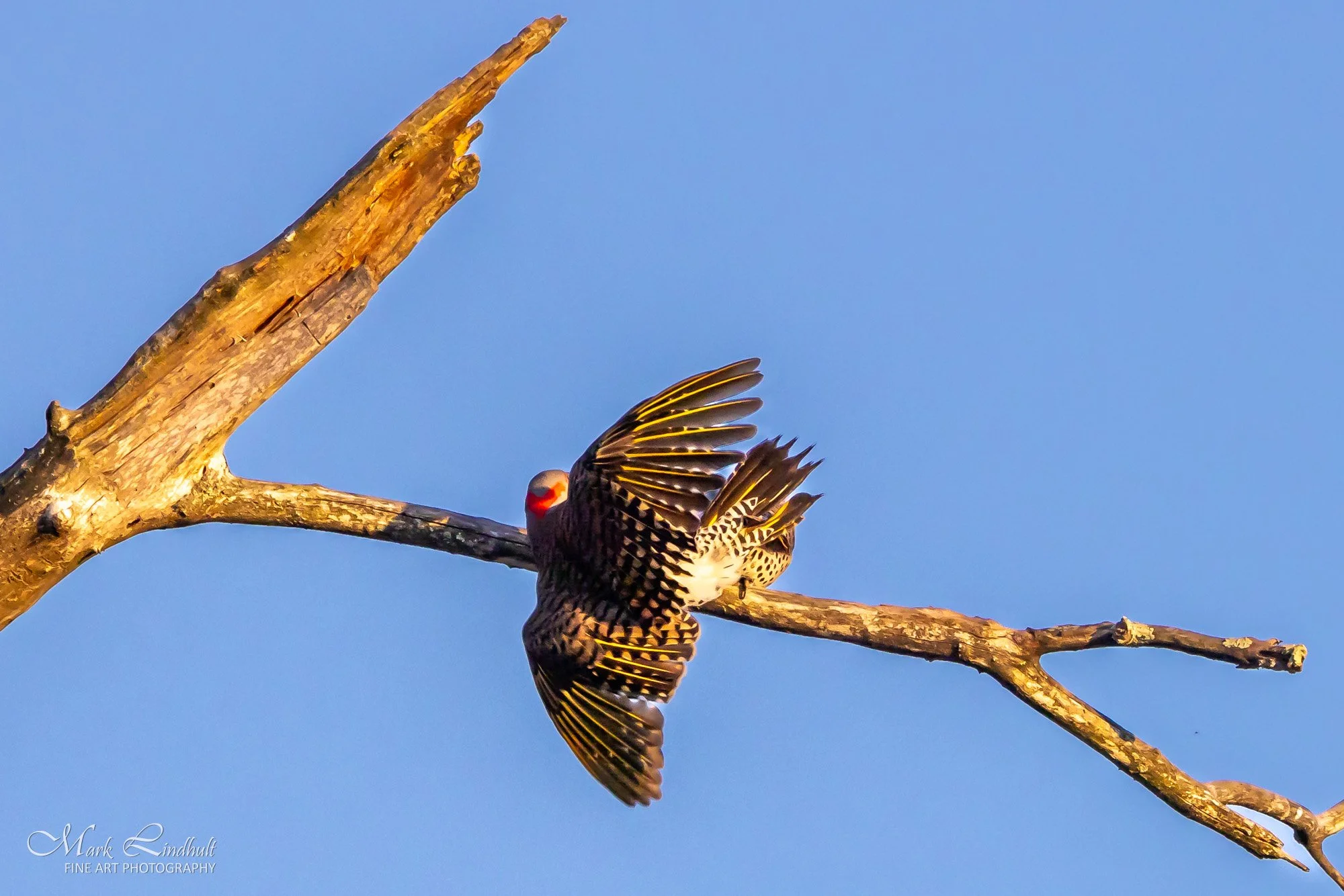 Flicker pair-6607.JPG