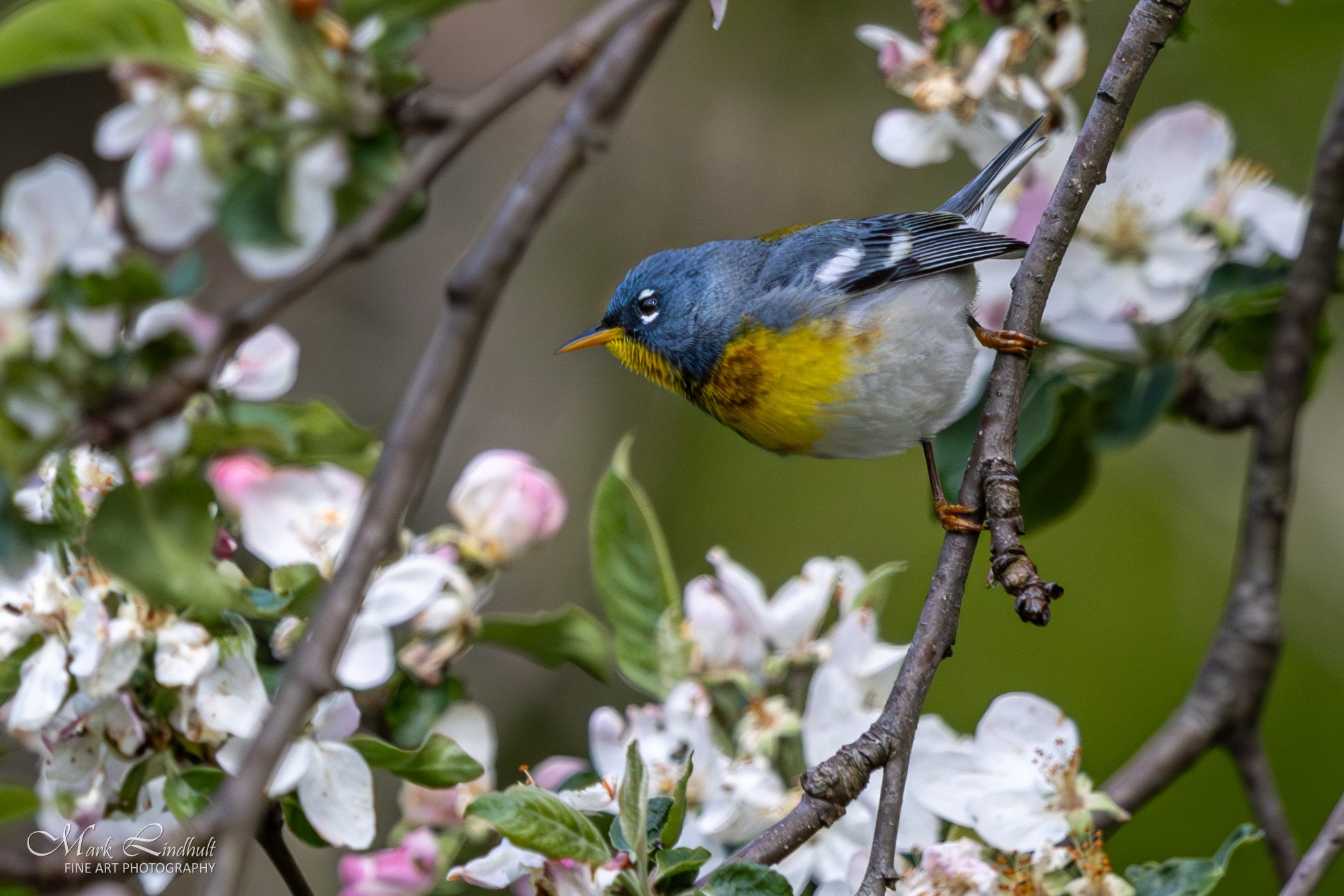 Northern Parula-1-.JPG