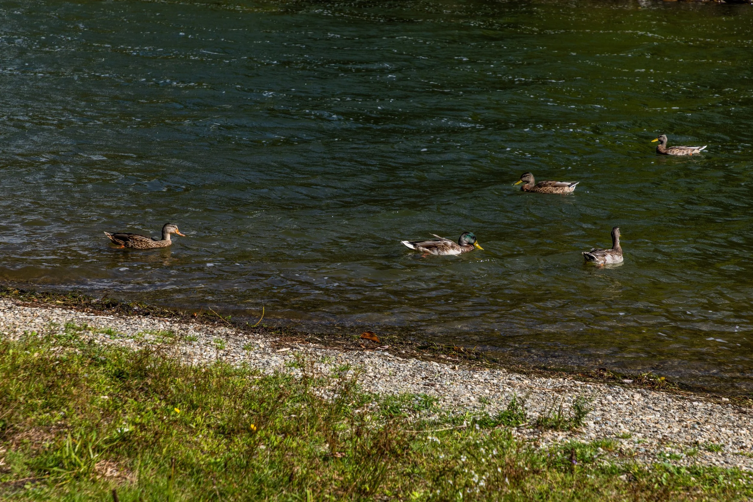 Pontoosuc Lake -0138.jpg