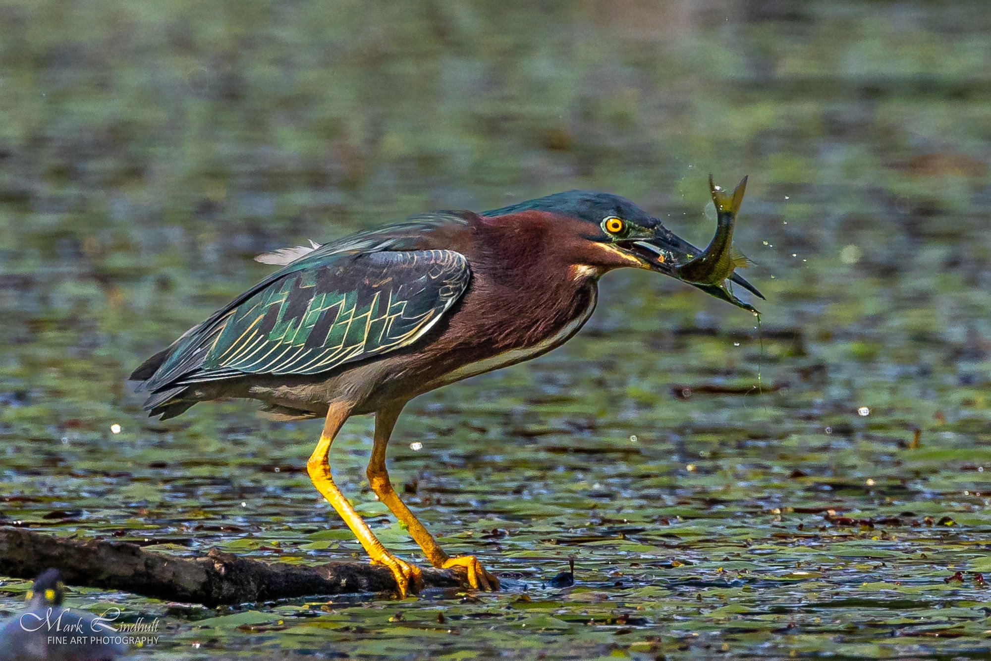 Green Heron Lunch-3002.JPG