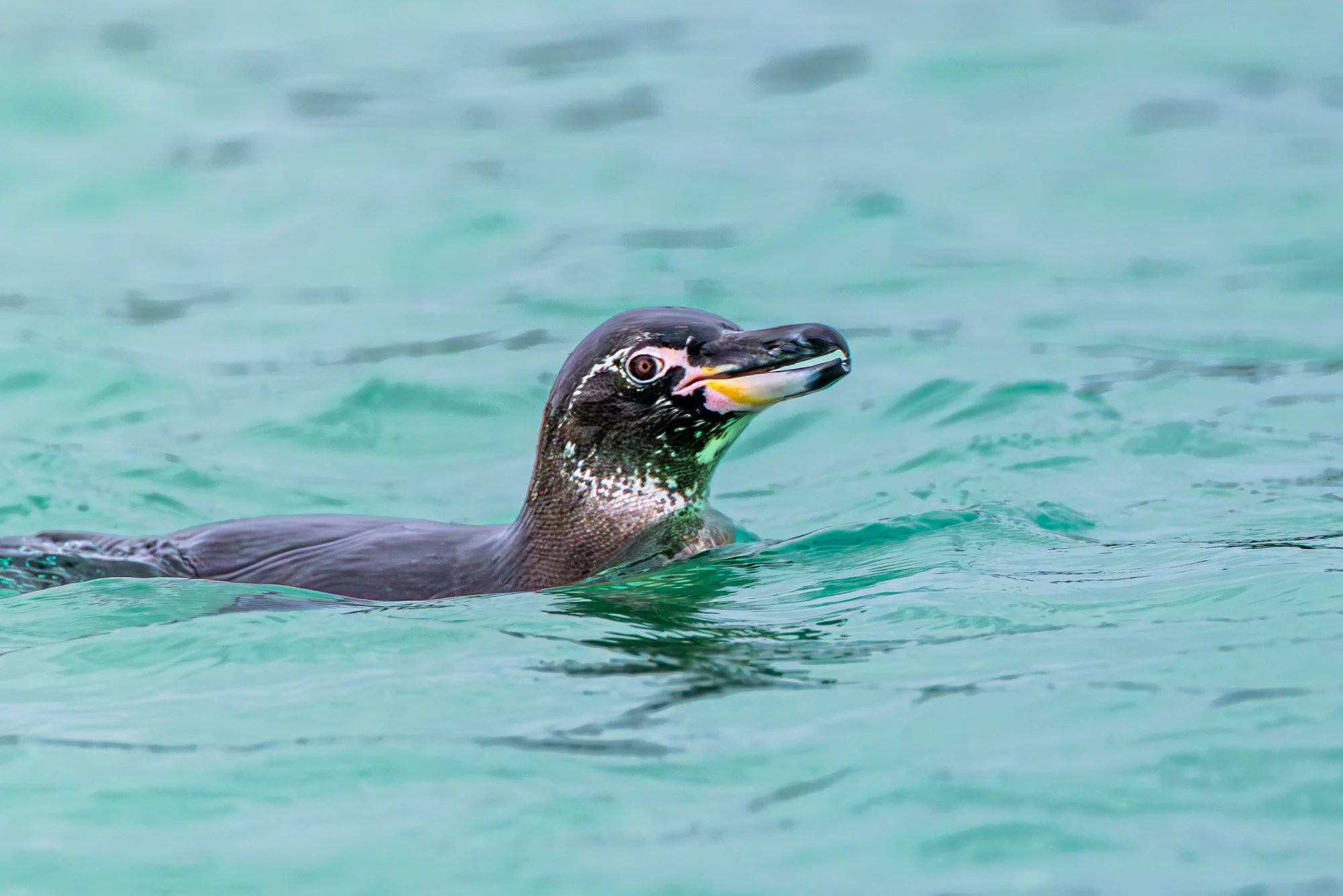 Galapagos Trip-486.JPG