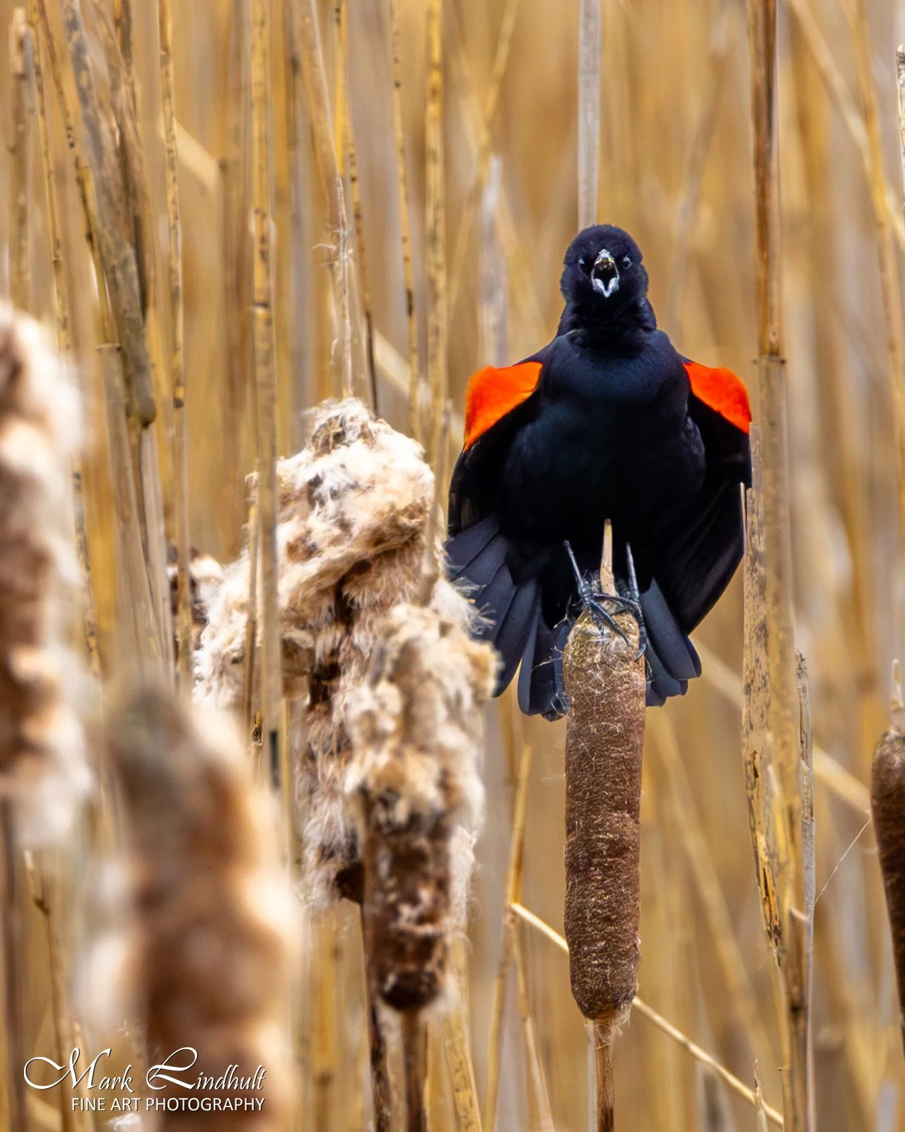 Red Winged Blackbird-sig.jpg