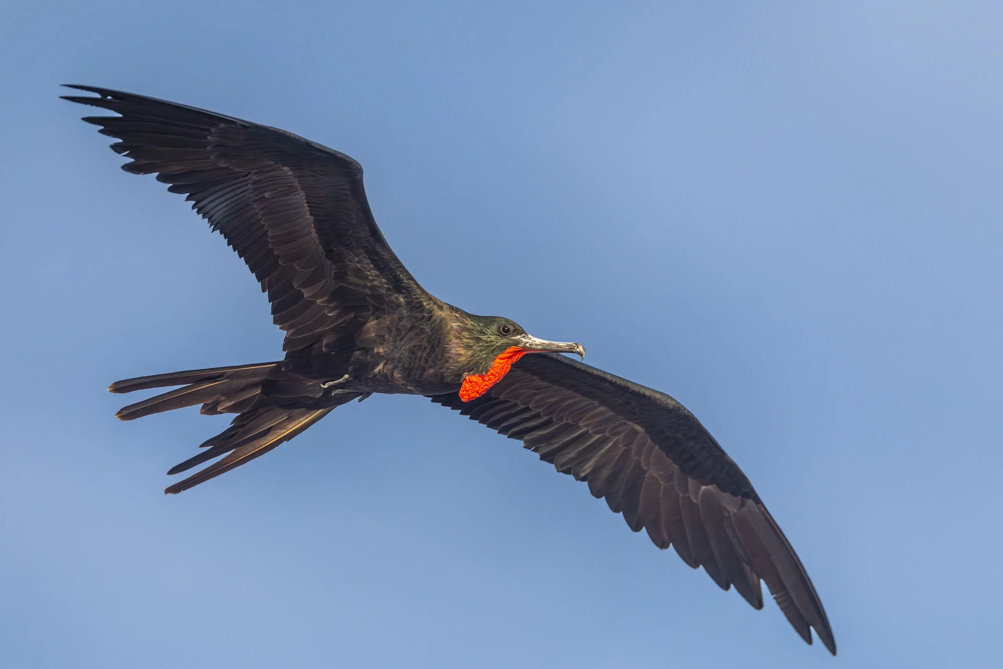 Galapagos Trip-349.JPG