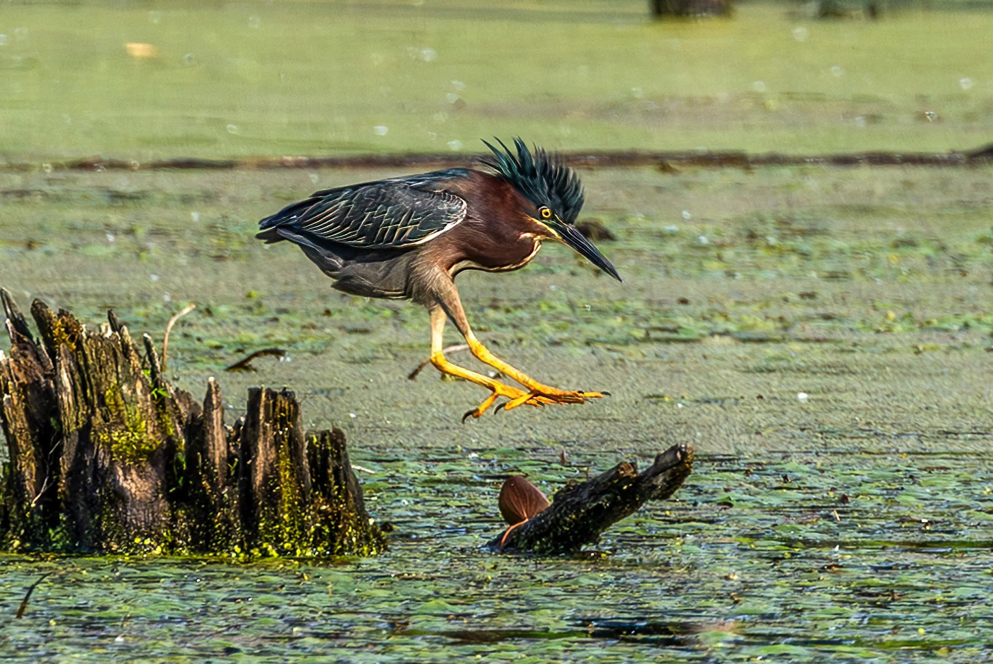 03-Lindhult Green Heron jump-M.jpg
