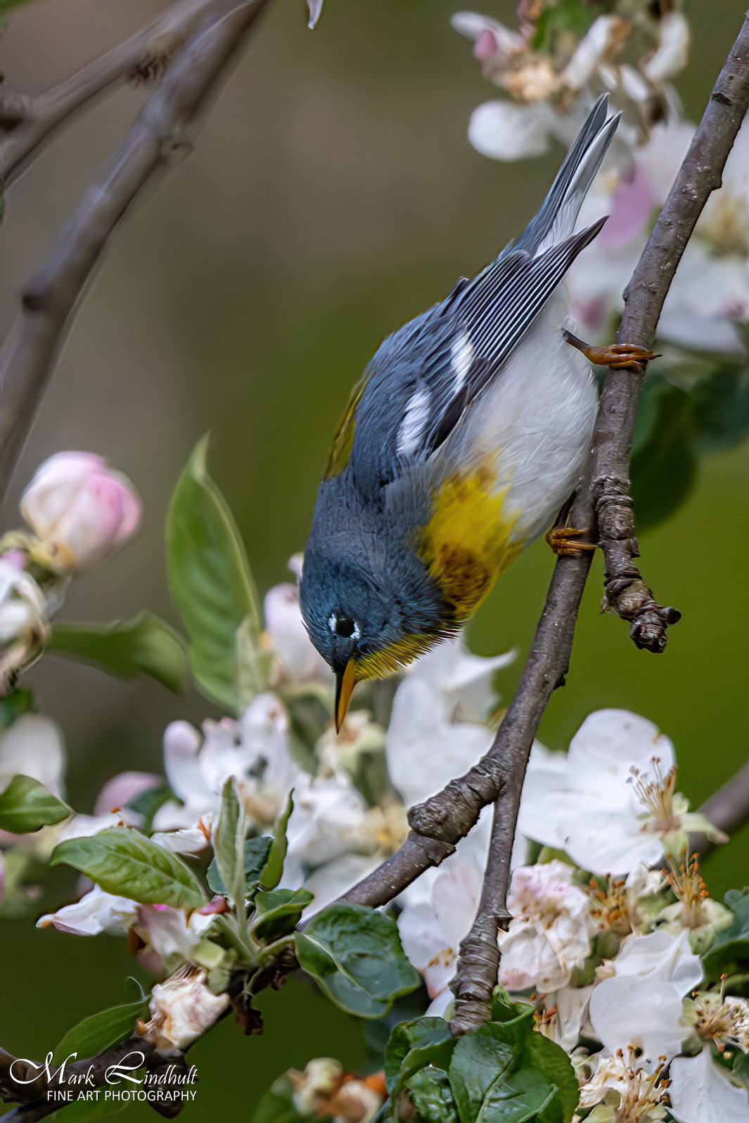 Northern Parula--3-sig.jpg