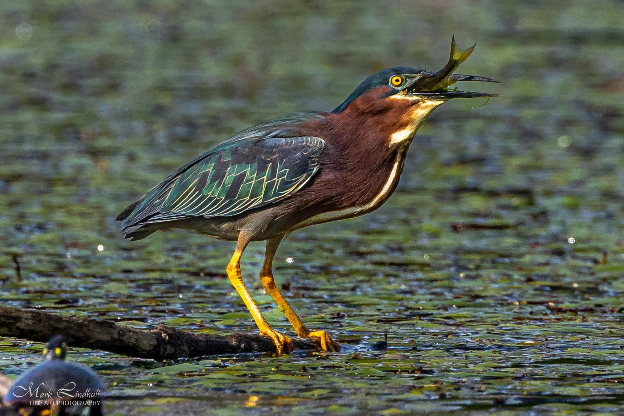 06-Lindhult Green Heron Lunch-3048.JPG