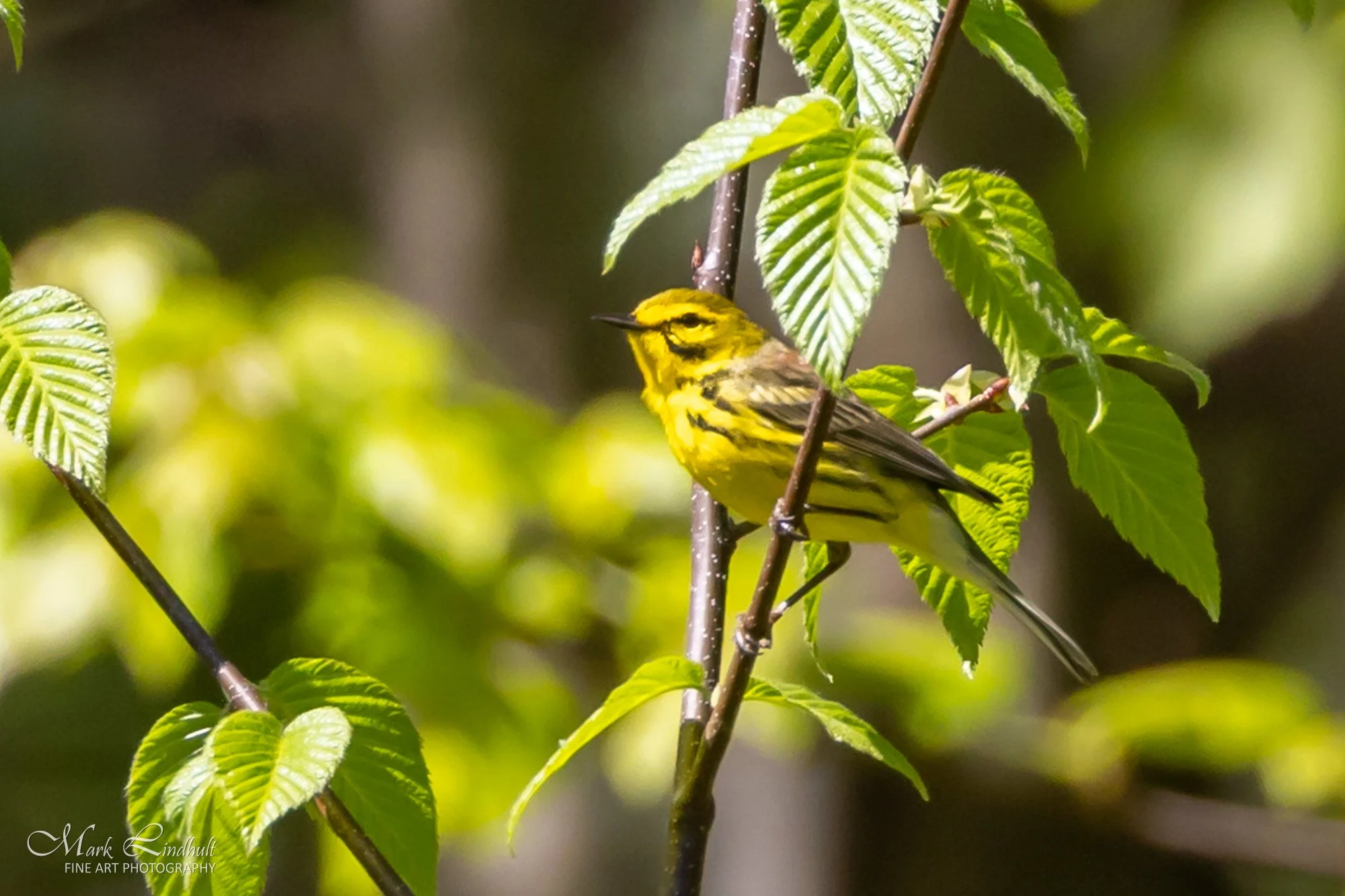 Prairie Warbler-0653.JPG