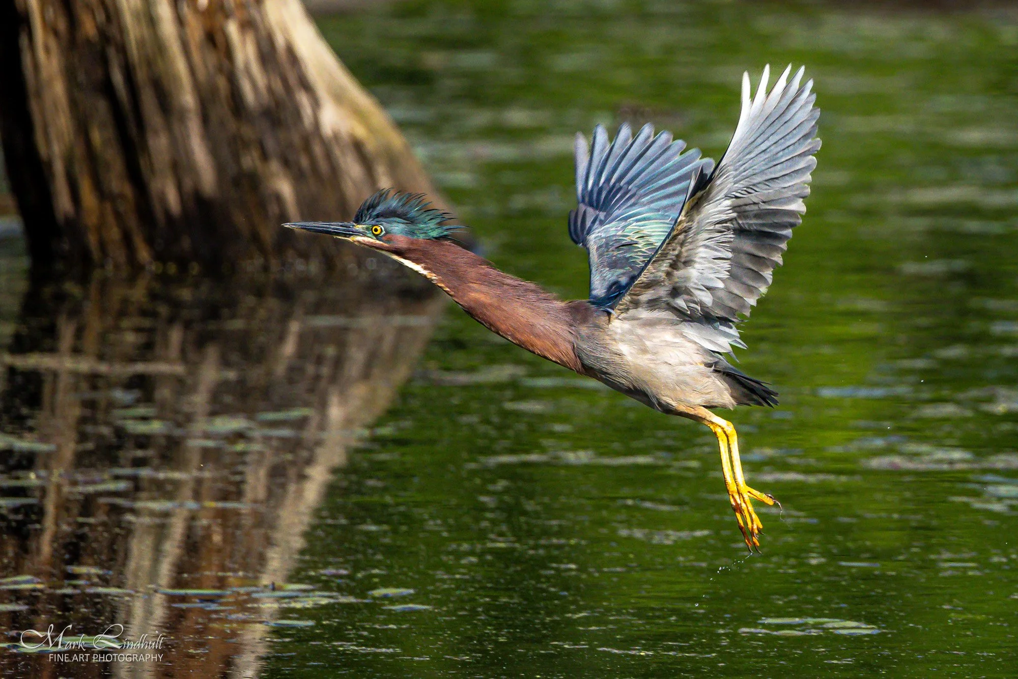 01-Lindhult Green Heron -2421.JPG