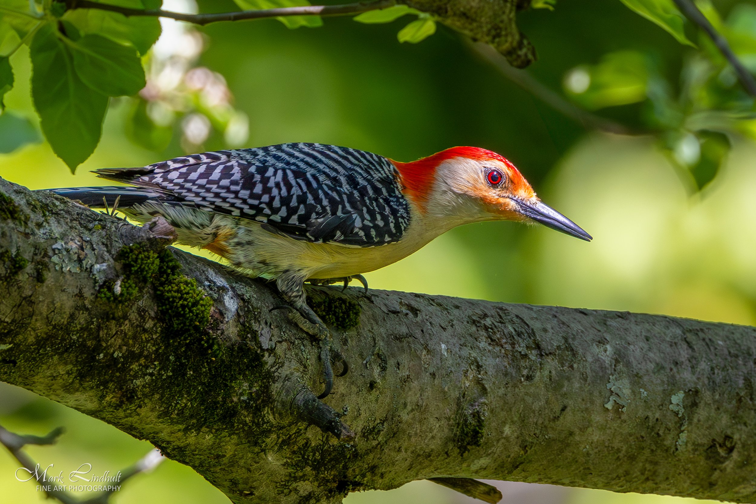 Red Bellied Woodpecker--2.JPG