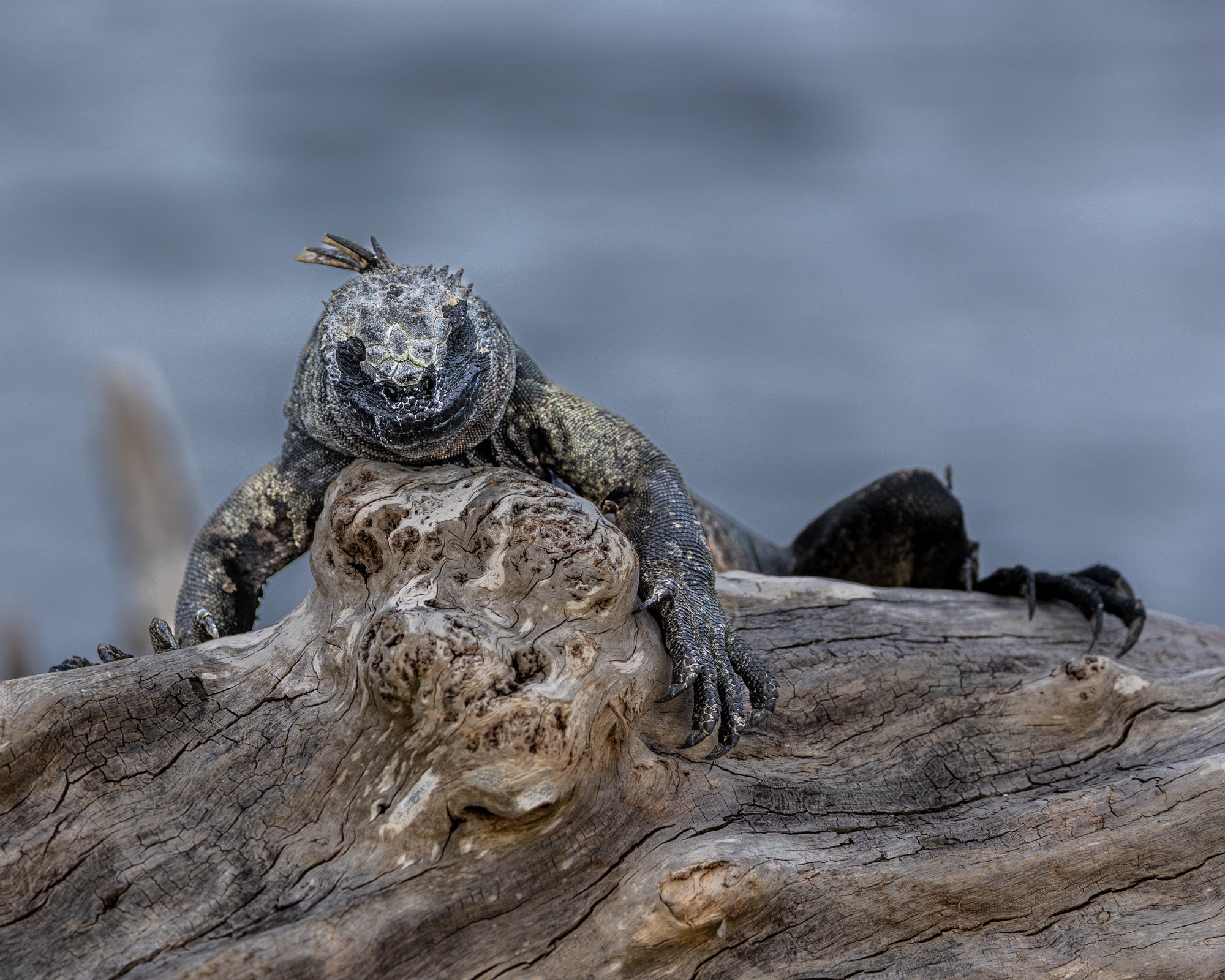 Galapagos Trip-153.JPG