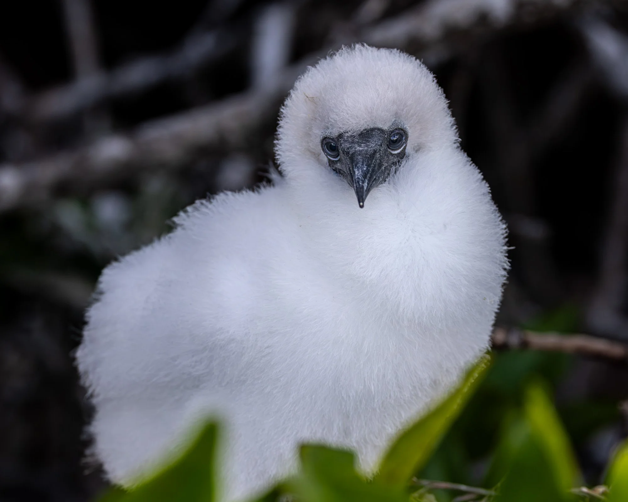 Galapagos Trip-476.JPG