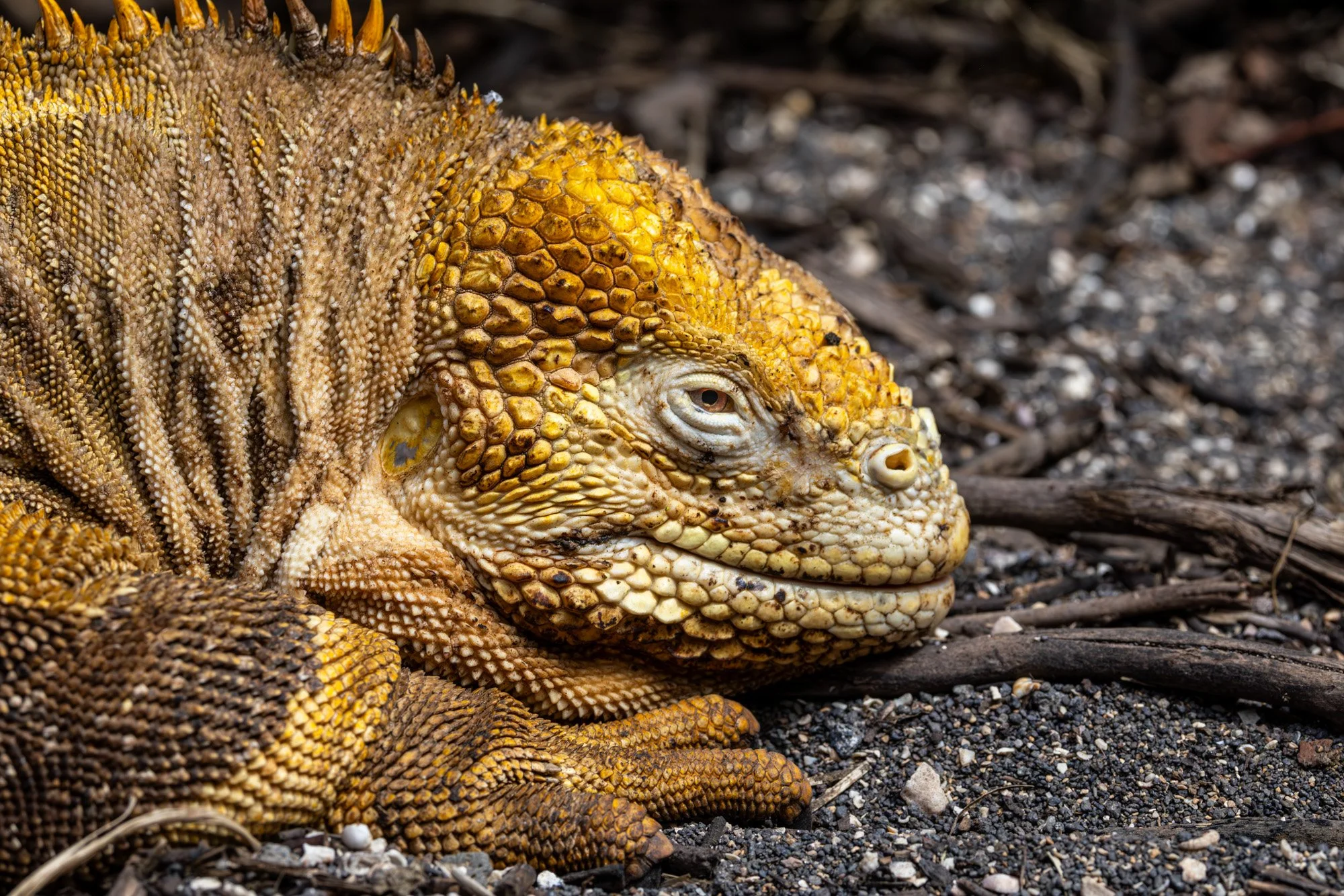 Galapagos Trip-285.JPG