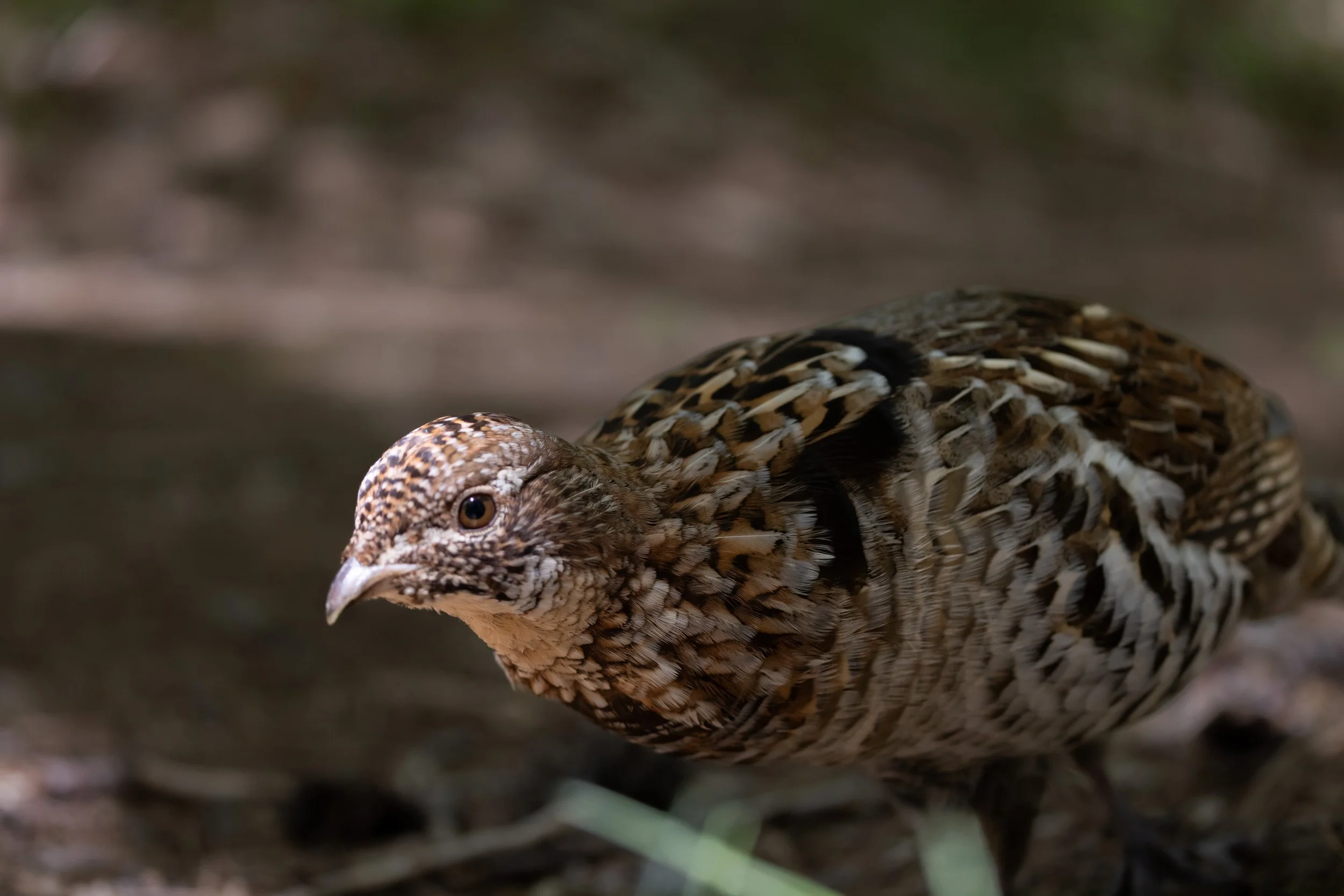 Lindhult-original Ruffed Grouse.JPG