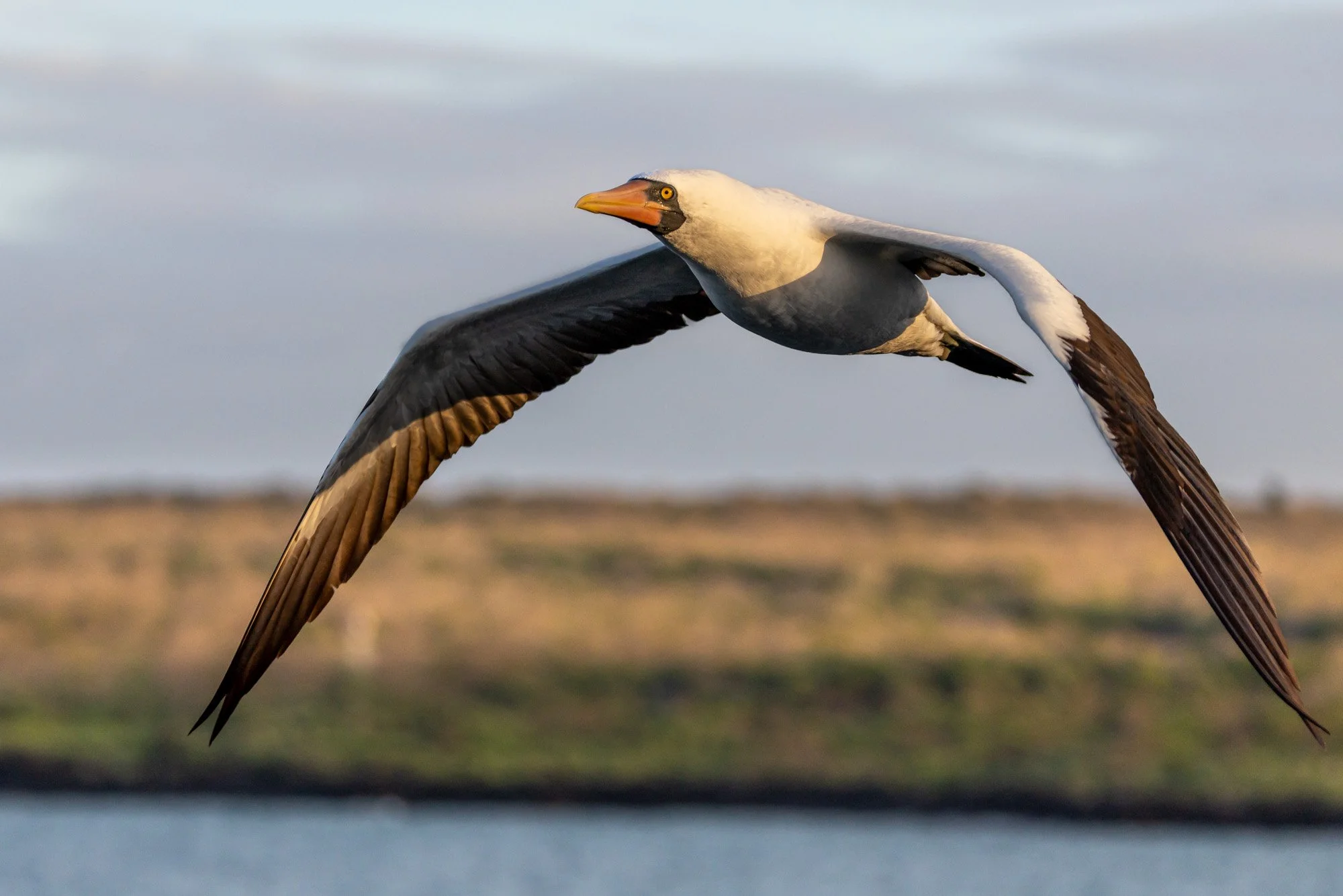 Galapagos Trip-374.JPG
