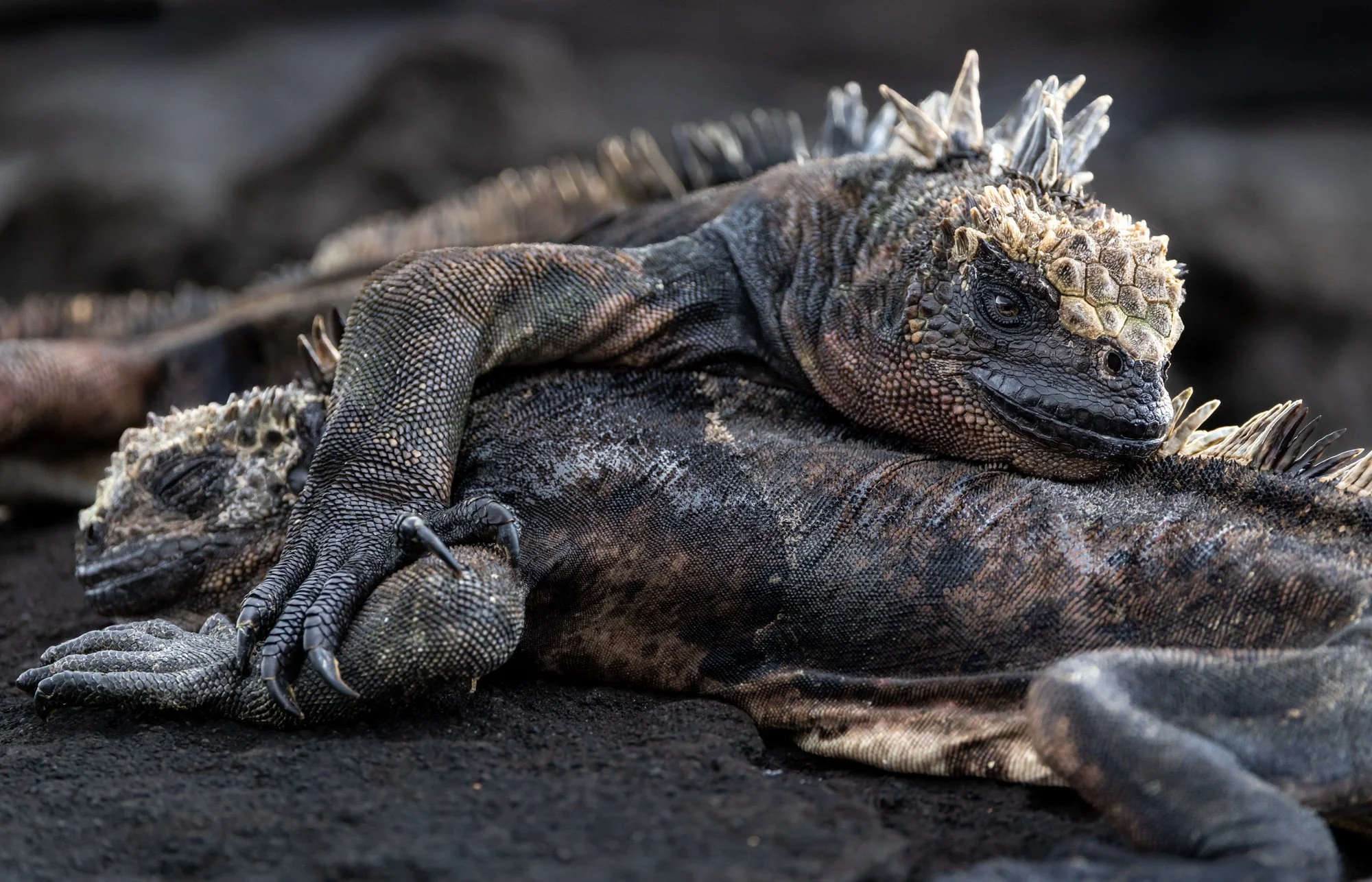 Galapagos Trip-105.JPG