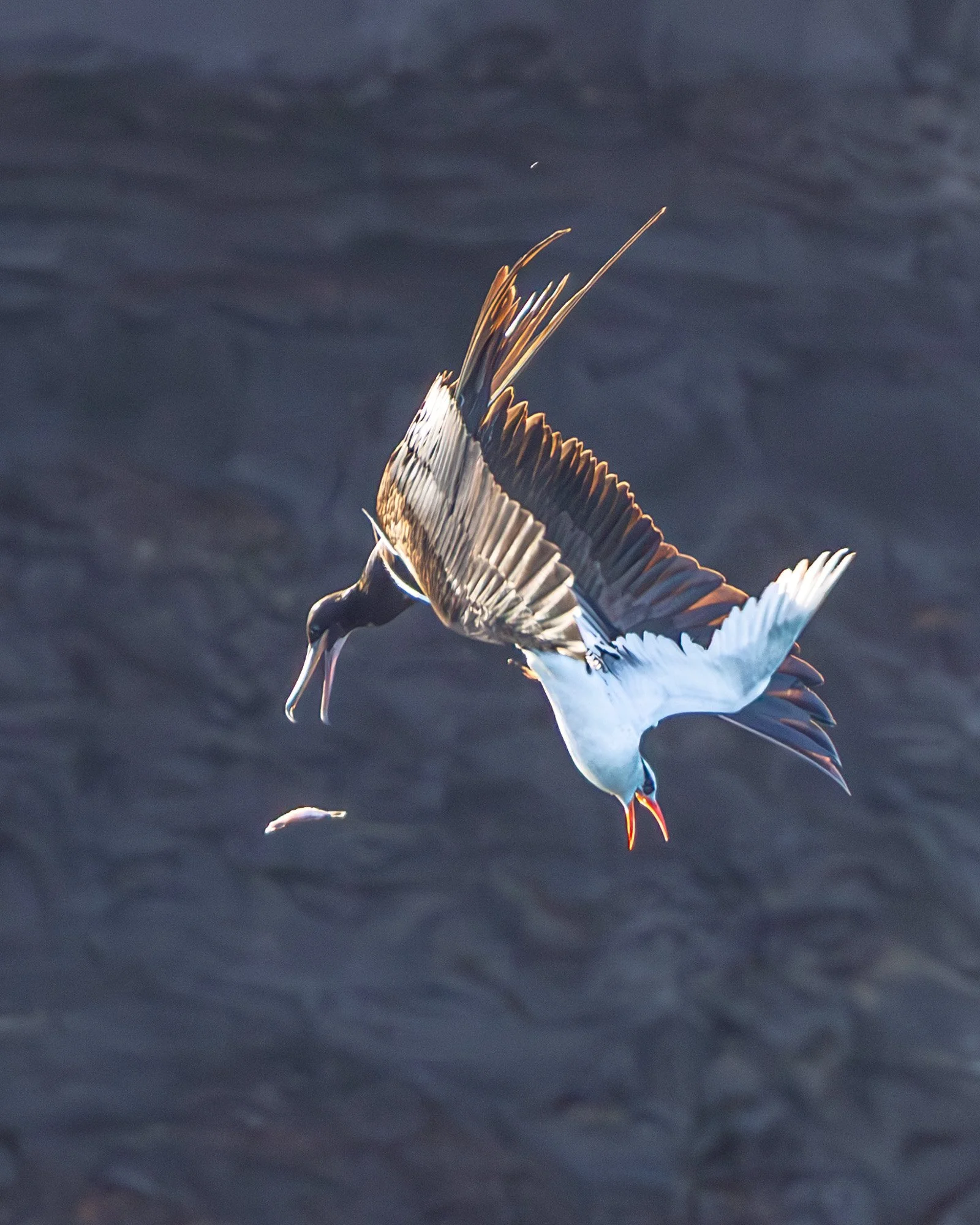 Galapagos Trip-380.JPG