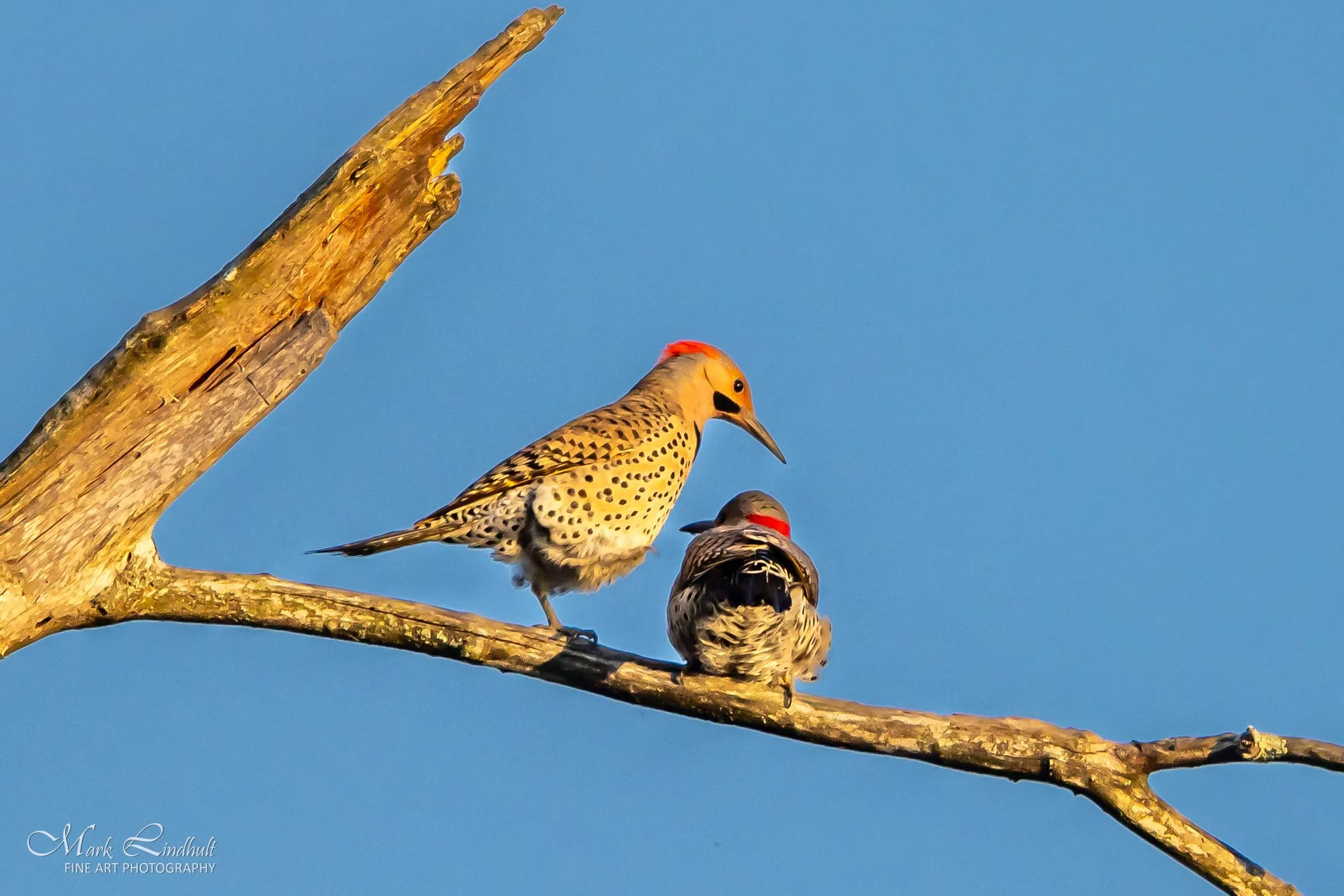 Flicker pair-6552.JPG