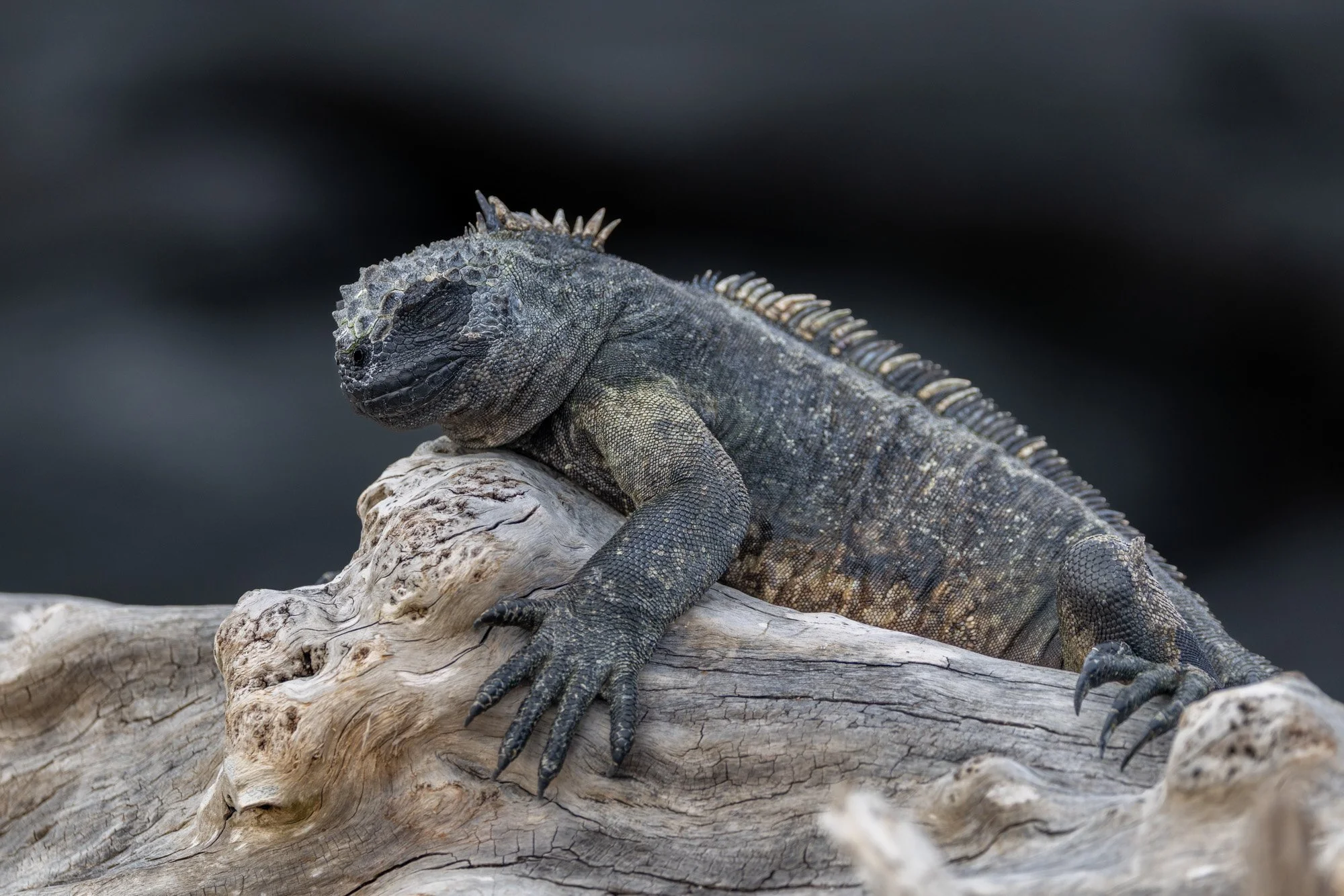 Galapagos Trip-147.JPG