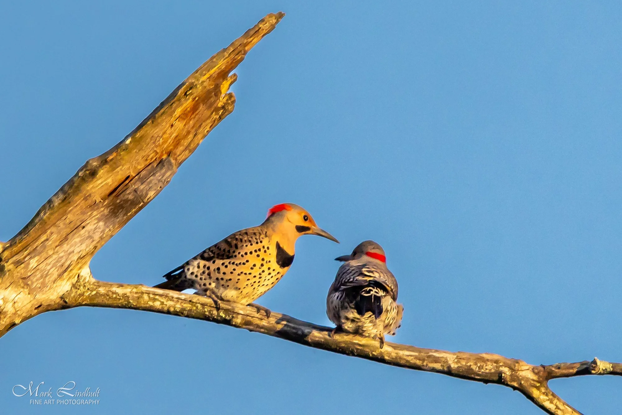 Flicker pair-6544.JPG