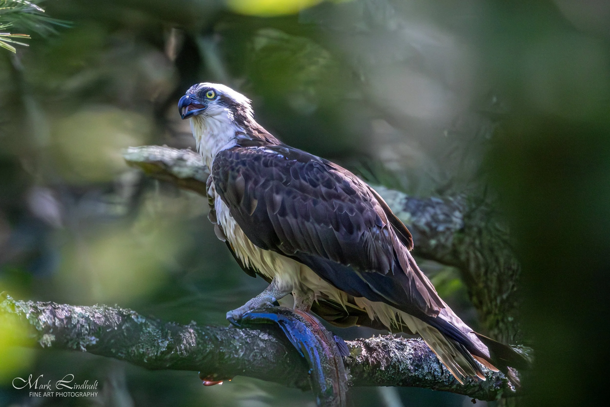 Osprey w-fish Quabbin--5.JPG