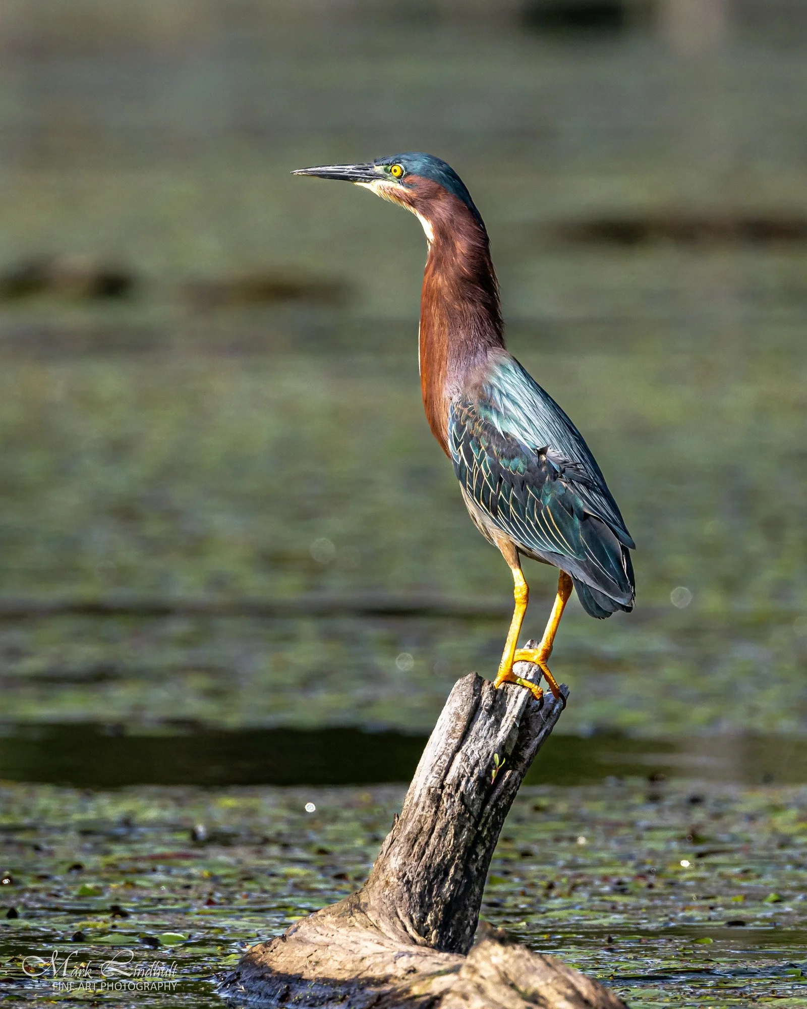 02-Lindhult Green Heron -2796.JPG