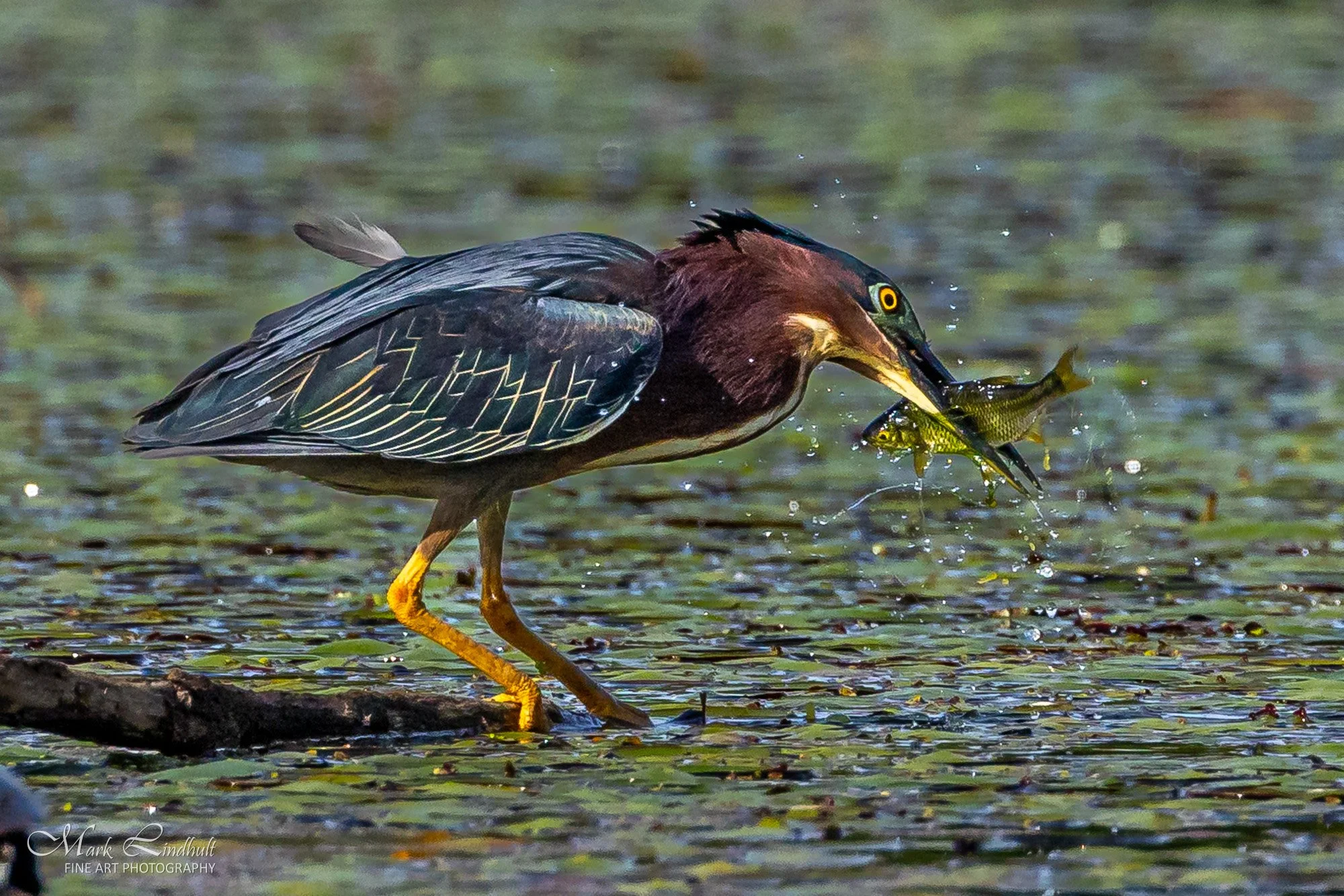 Green Heron Lunch-2956.JPG