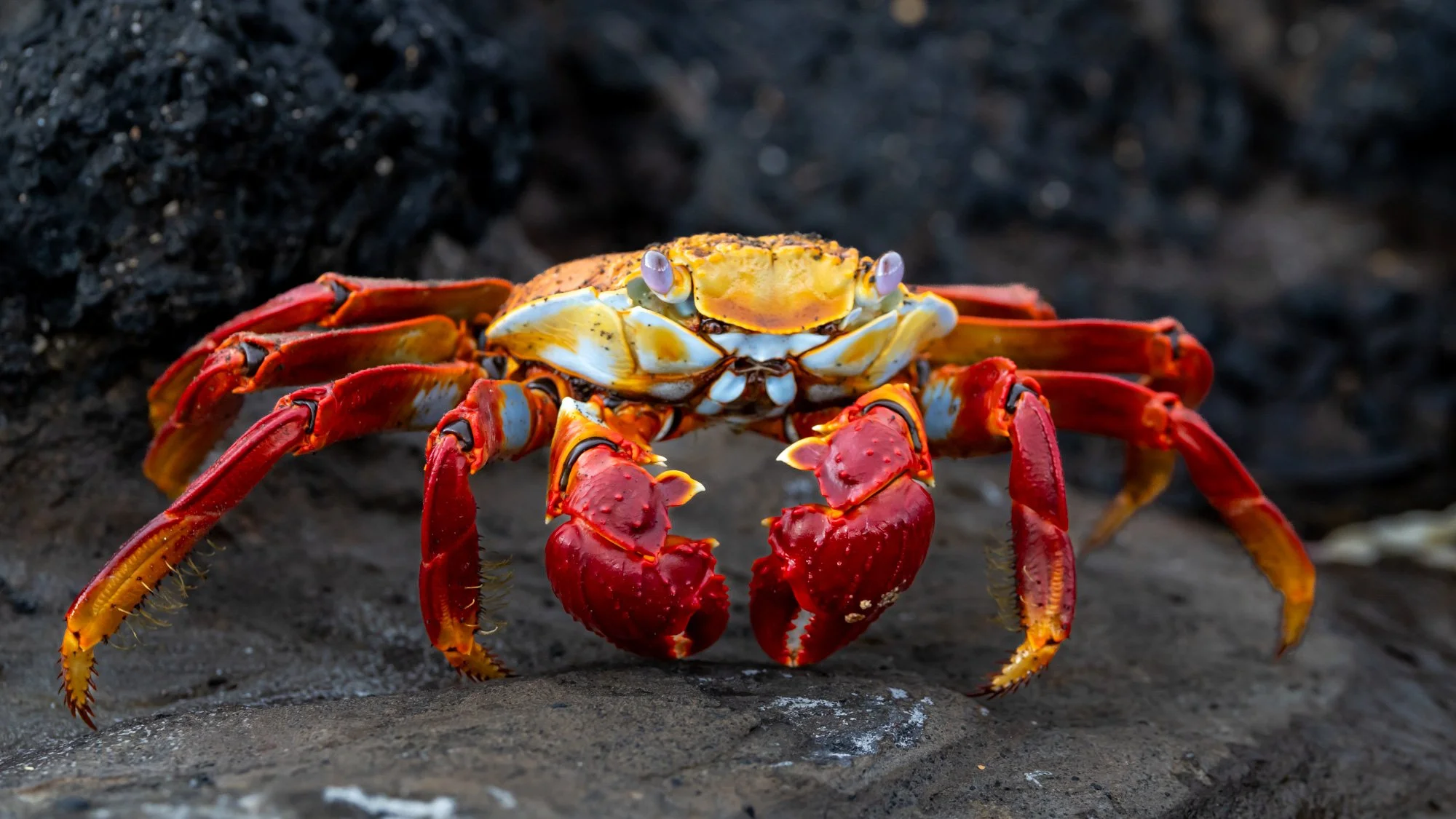 Galapagos Trip-107.JPG