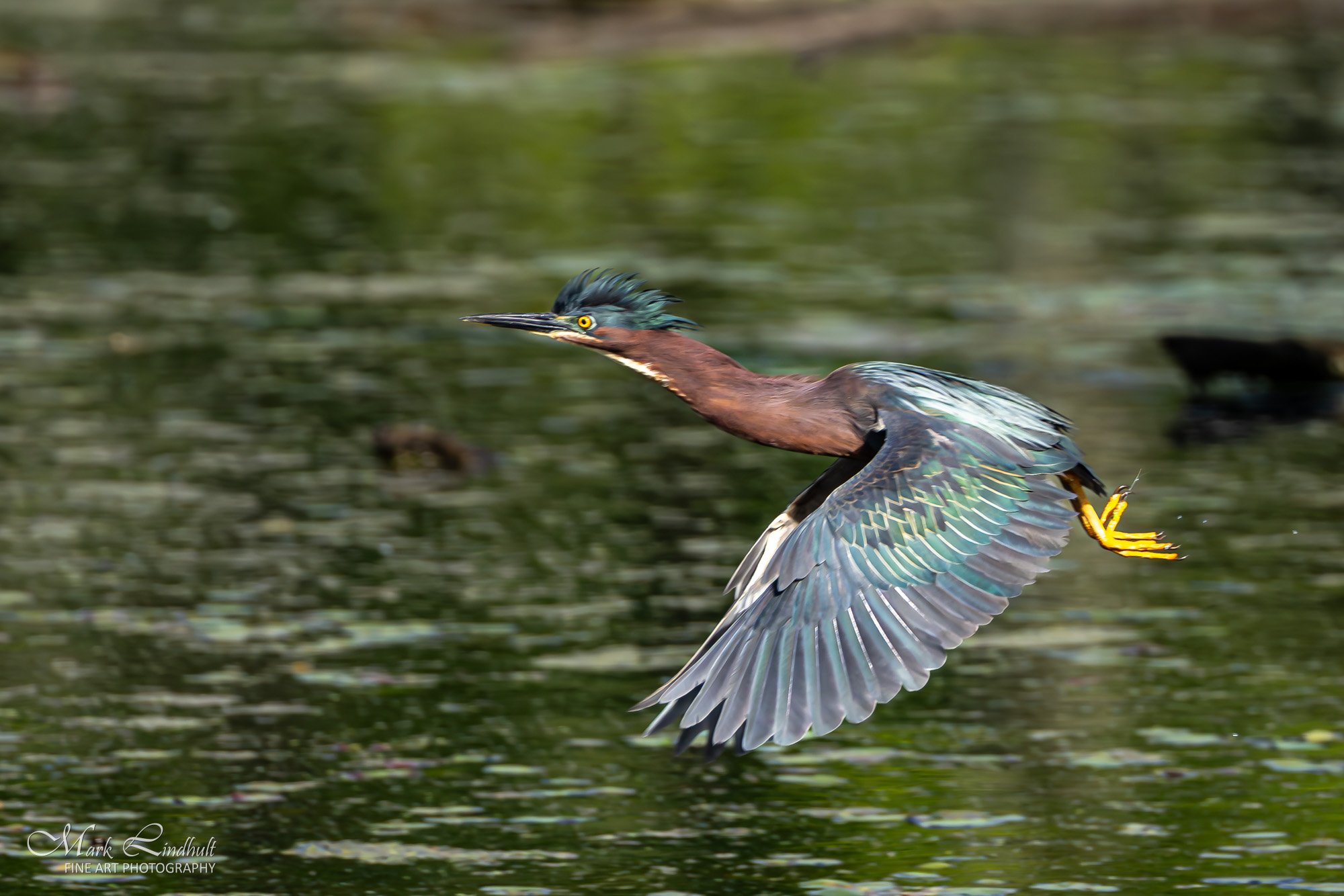 Green Heron --2.JPG