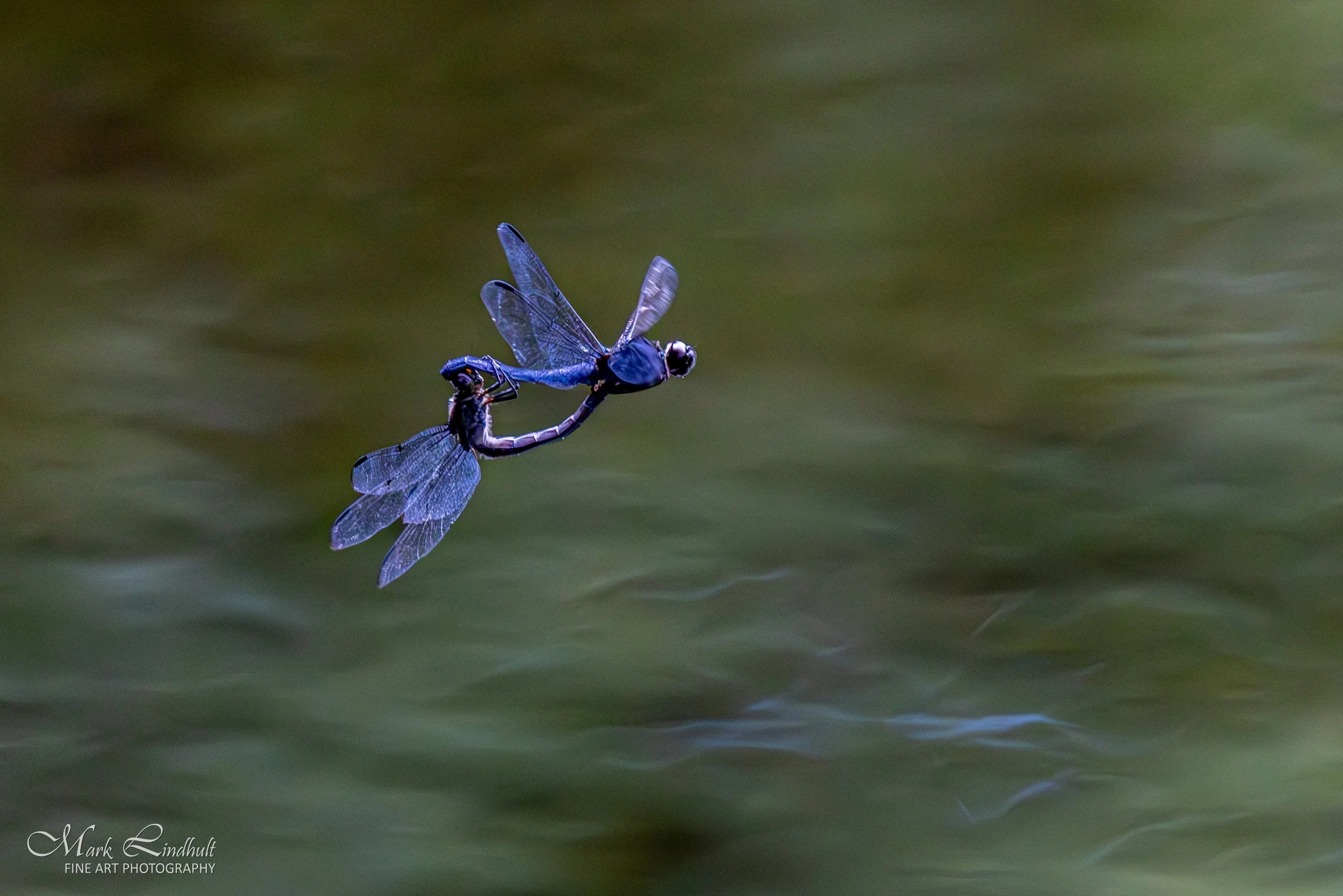 fb-Lake Wallace Dragonfly-.JPG