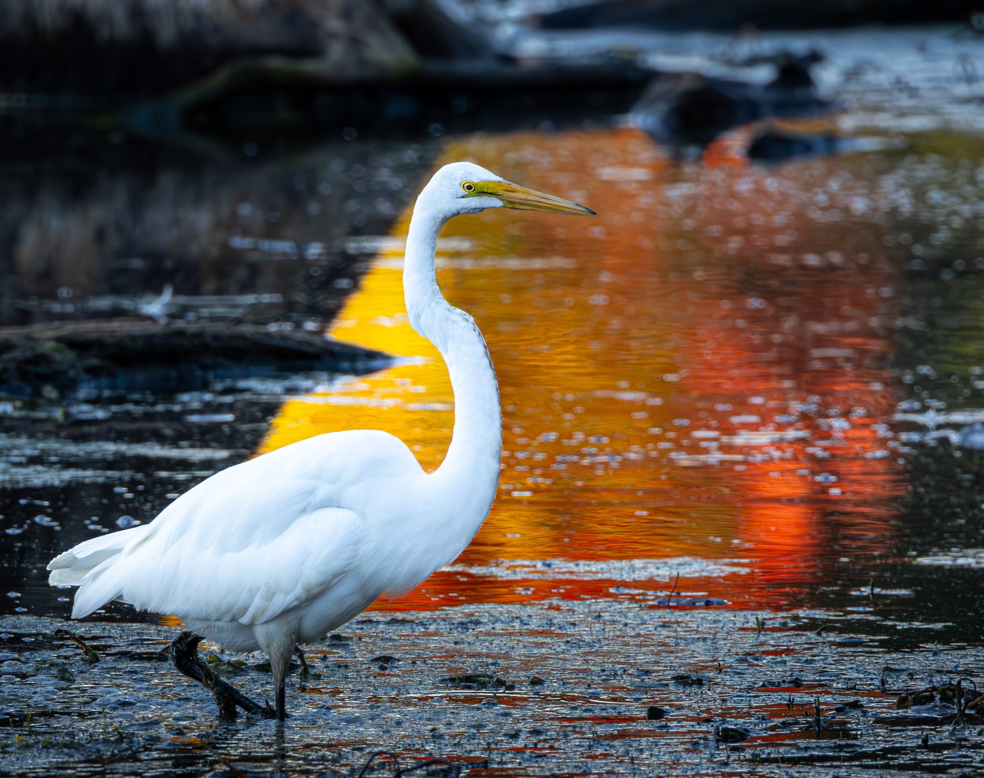 2-Lindhult PVPA-Great Egret-2.JPG