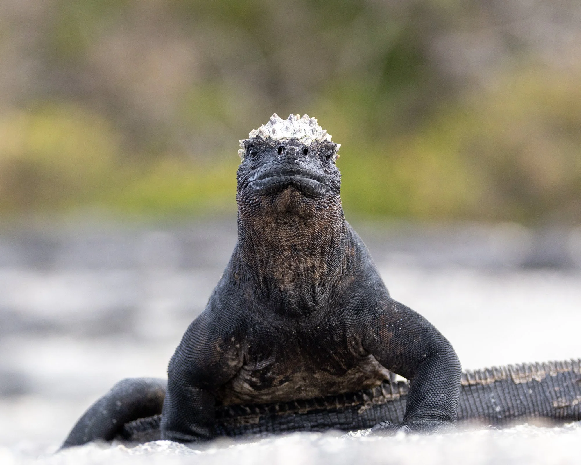 Galapagos Trip-150.JPG