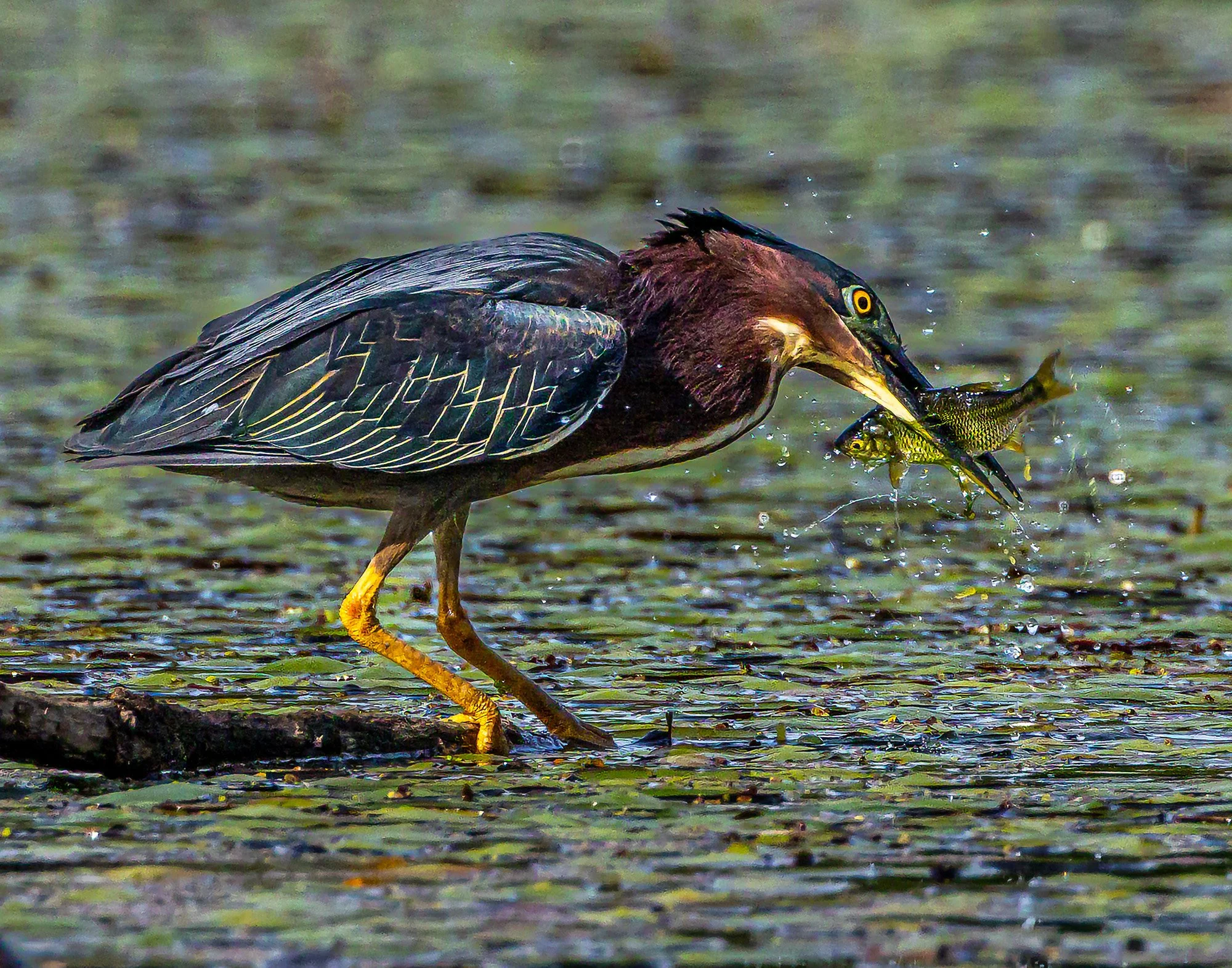 05-Lindhult Green Heron - fish.jpg
