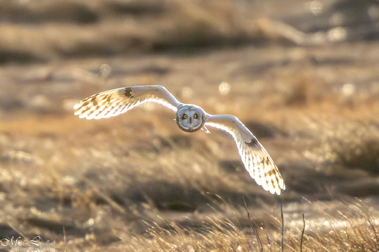 PI-Short Eared Owl-s-6122.jpg