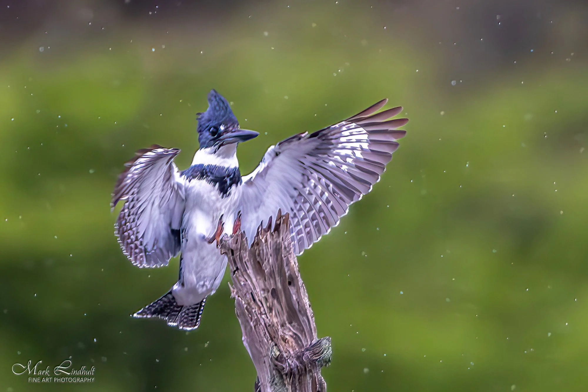 Kingfisher landing--SAI-Focus.jpg