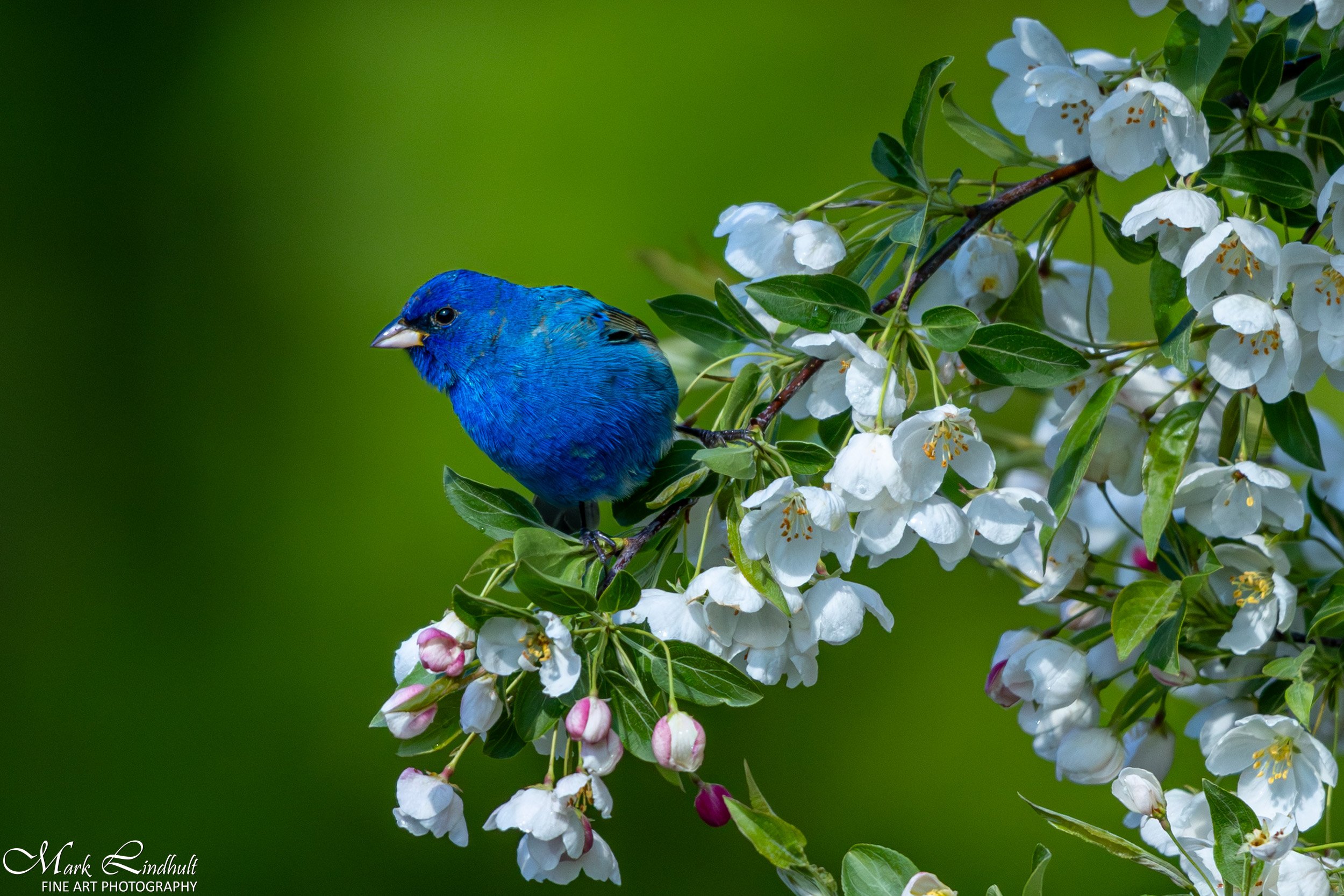 Apple Tree Birds plus-4881.jpg